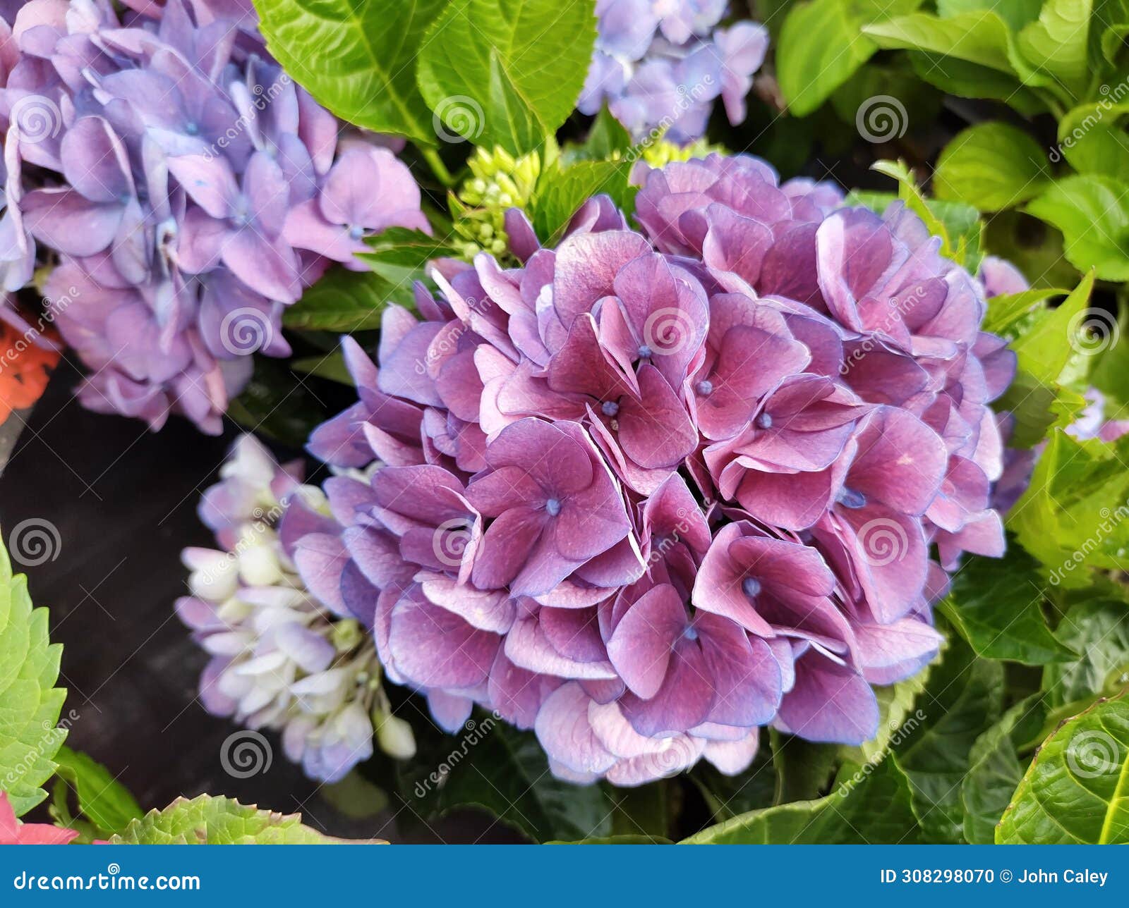 hydrangea macrophylla 'amor'