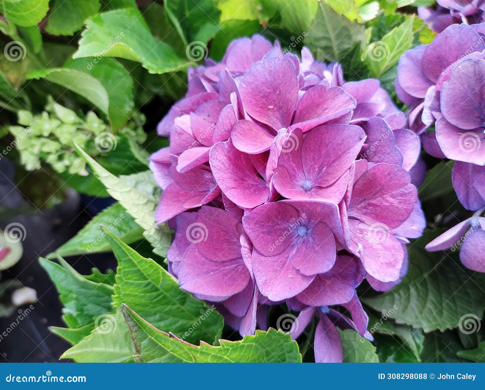 hydrangea macrophylla 'amor'