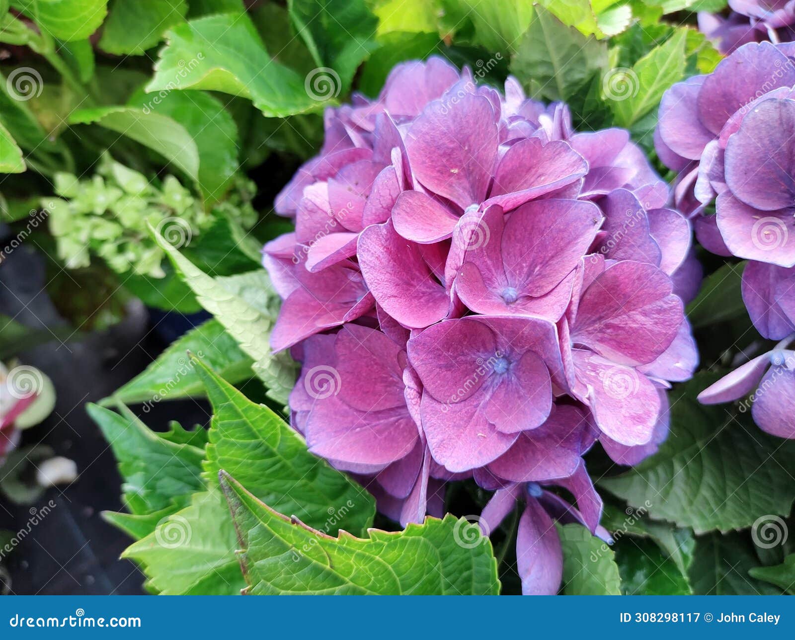 hydrangea macrophylla 'amor'