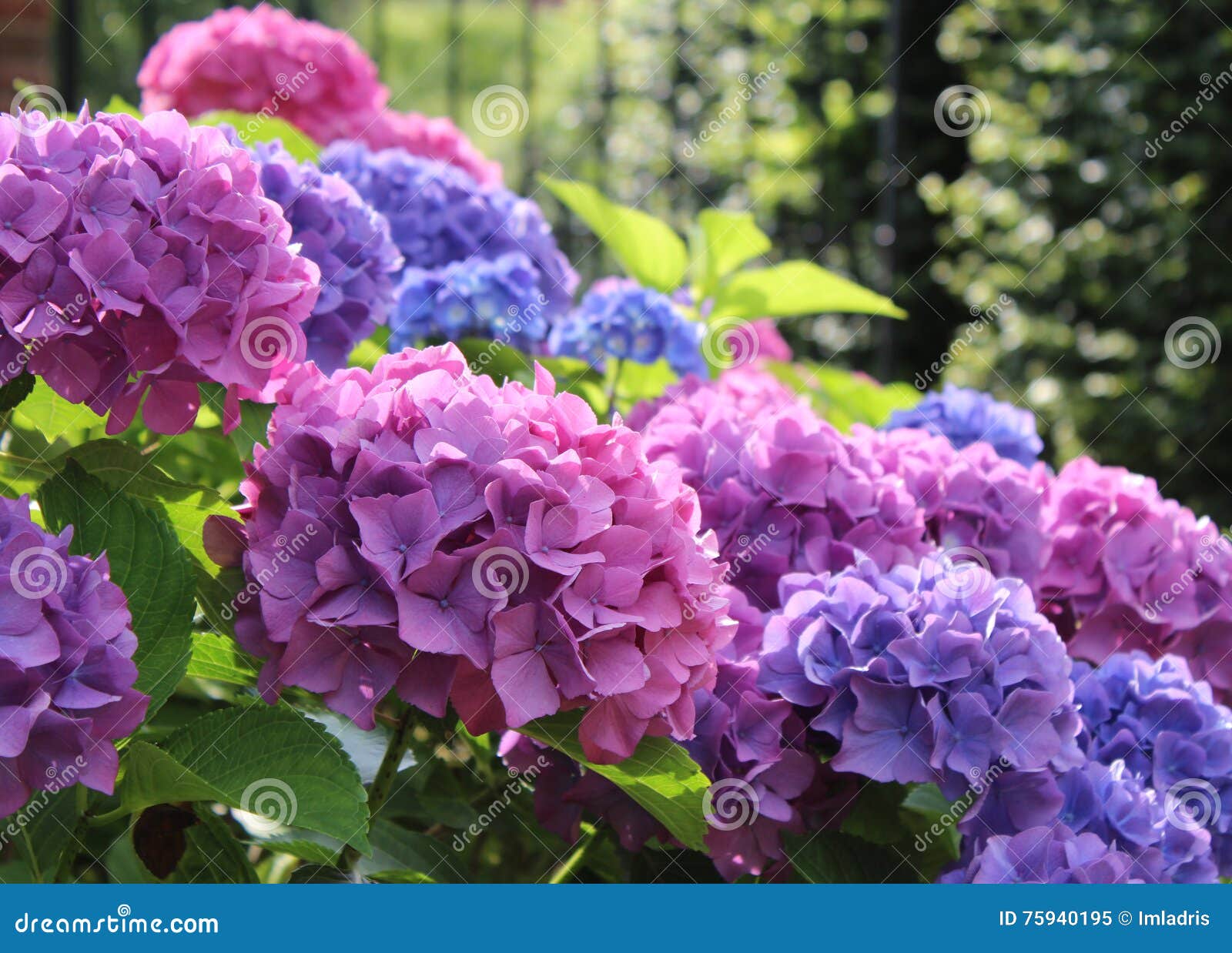 hydrangea macrophylla