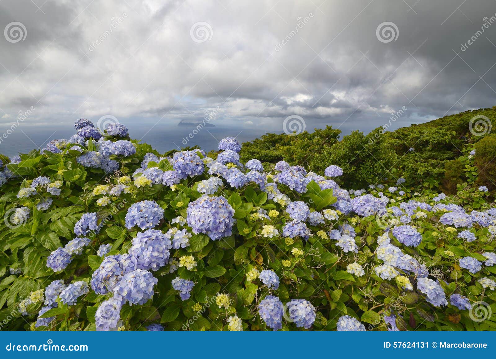 hydrangea macrophylla, flores island, azores, portugal