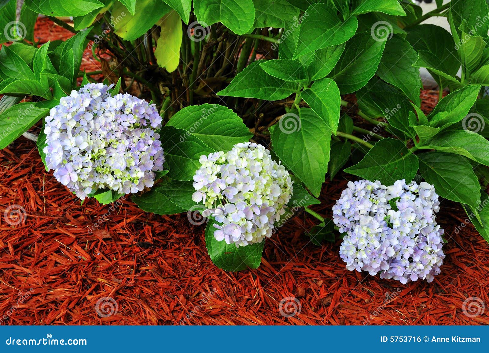 hydrangea macrophylla plant