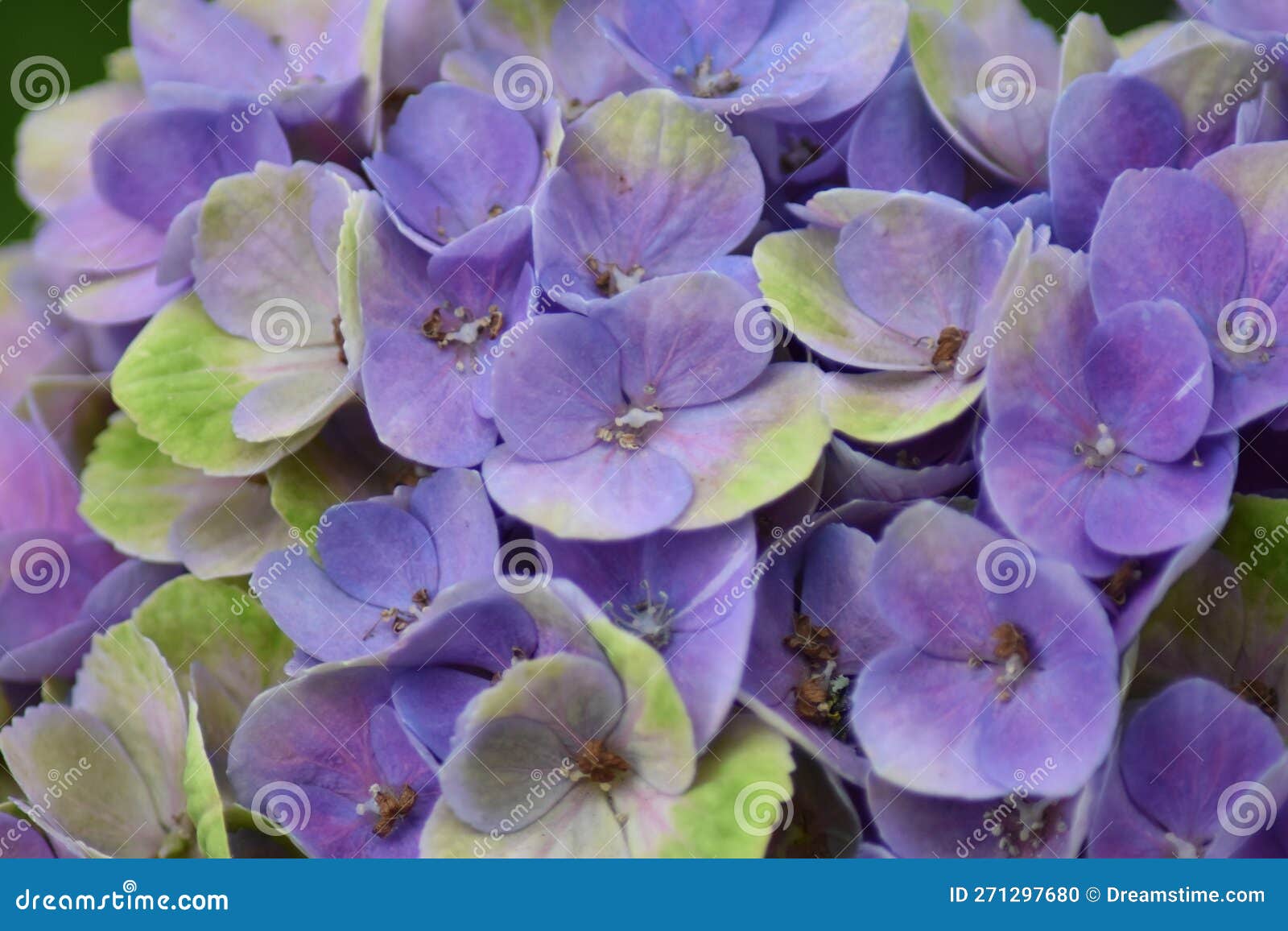 Hydrangea Magical stock photo. Image of flower, hydrangea 271297680