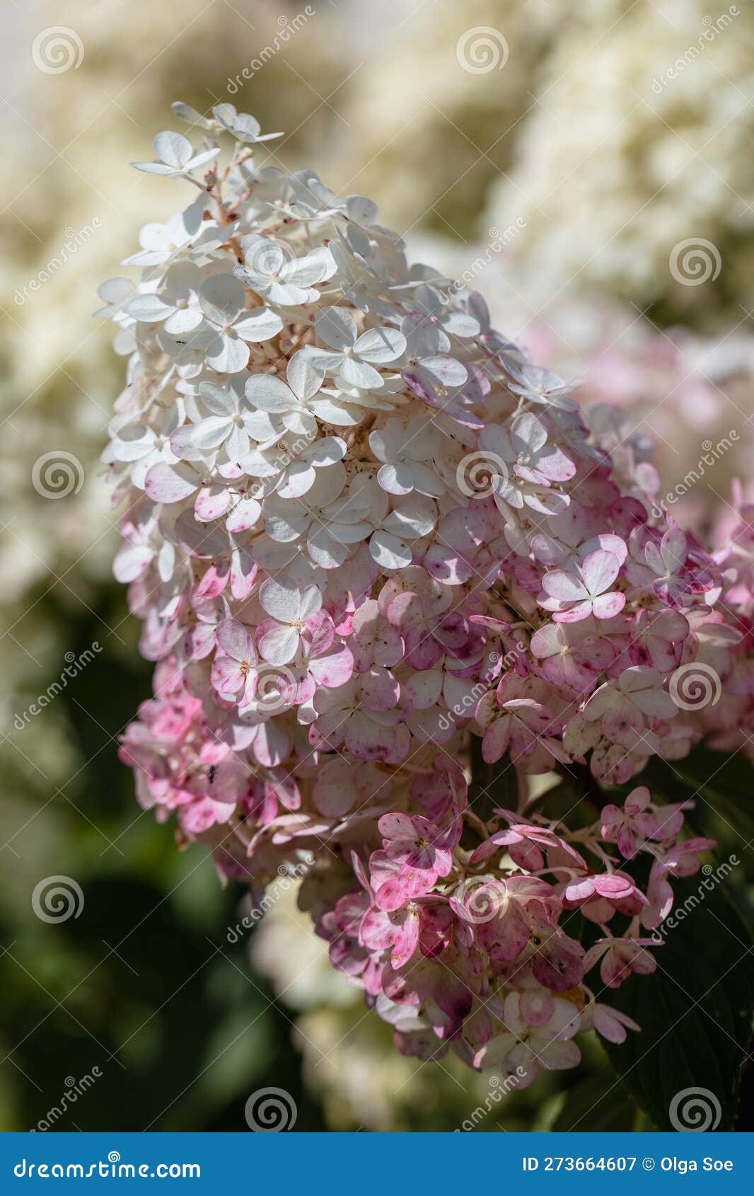 Hydrangea Paniculata Sort Limelight Hydrangea with Green Flowers