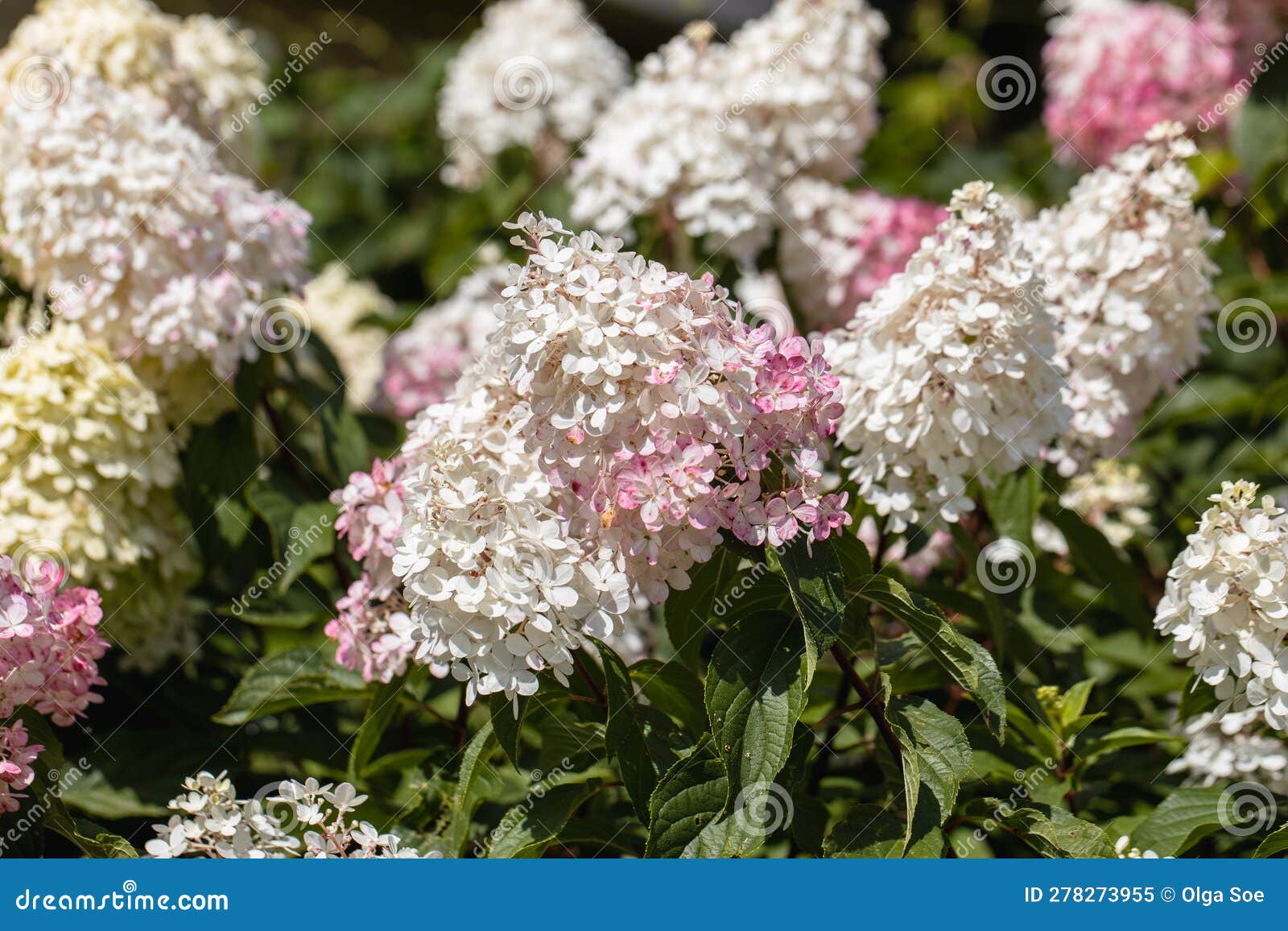 Hydrangea Paniculata Sort Limelight Hydrangea with Green Flowers