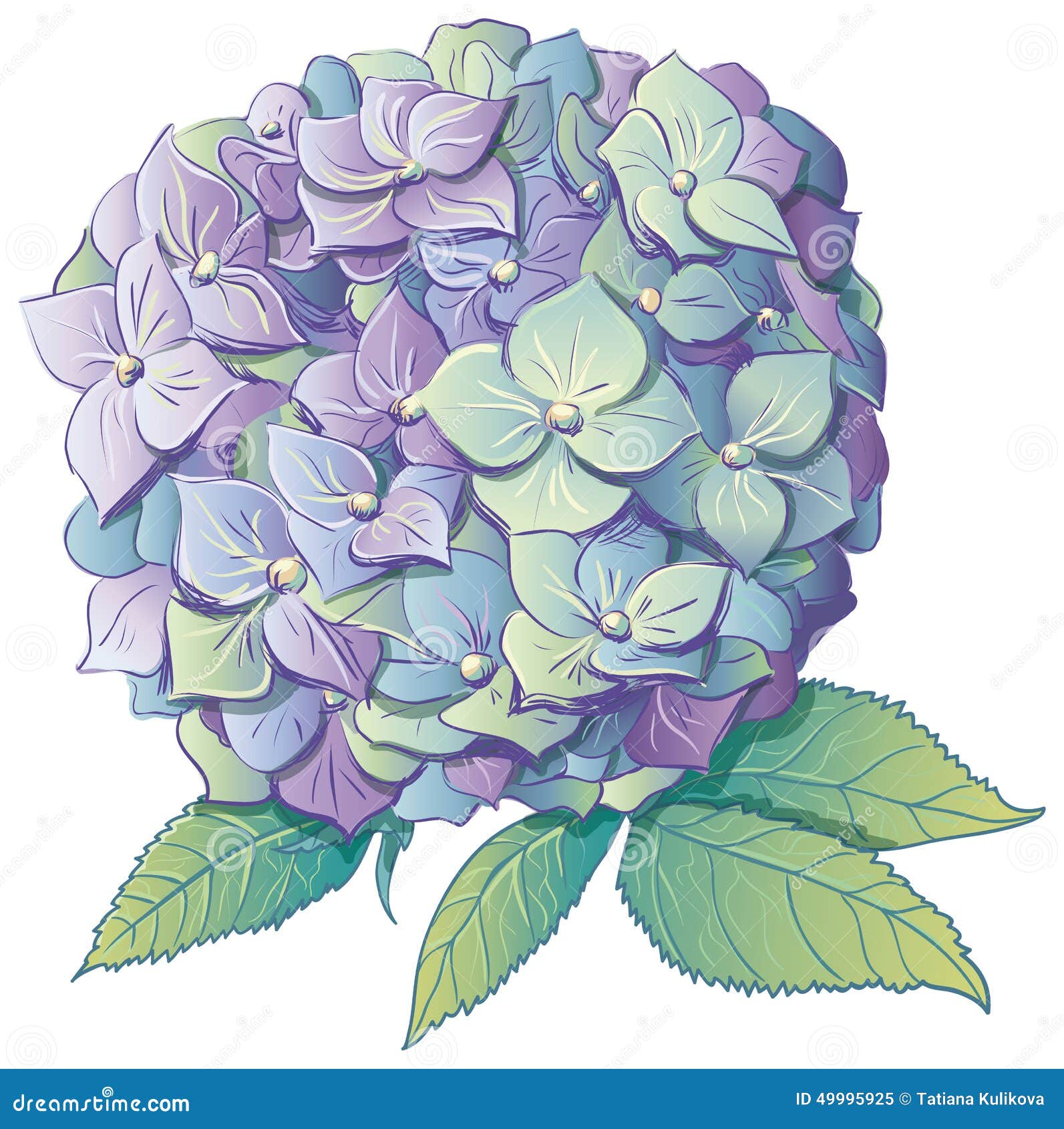 Hydrangea. Vector Illustration. Stock Vector  Image: 49995925