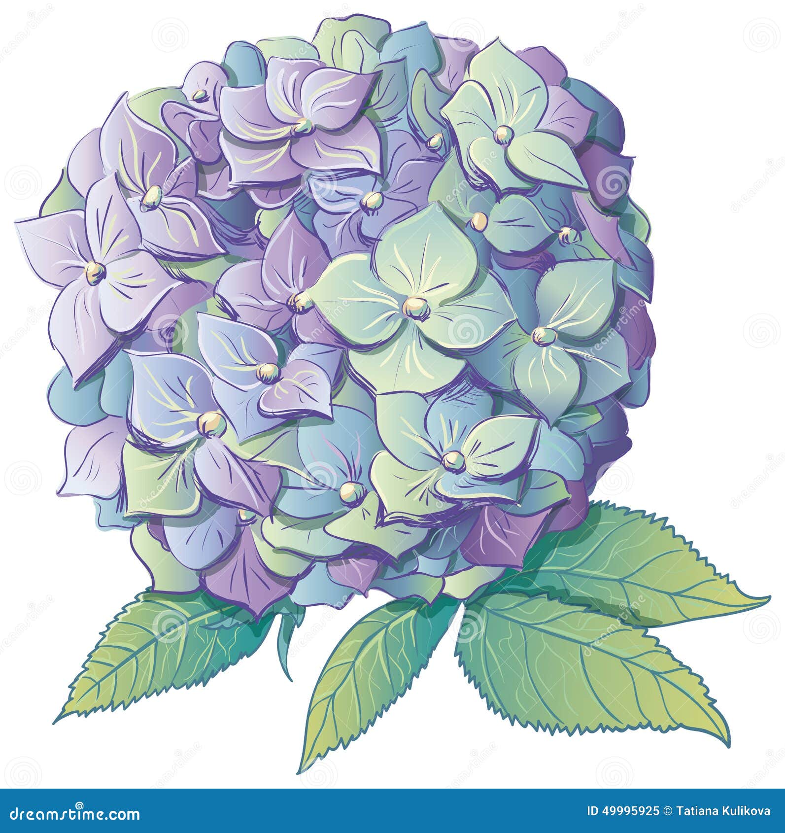 green hydrangea clip art - photo #16