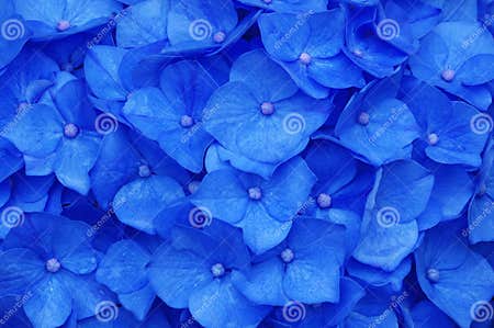 Hydrangea Wallpaper stock image. Image of orient, beautiful - 6445705