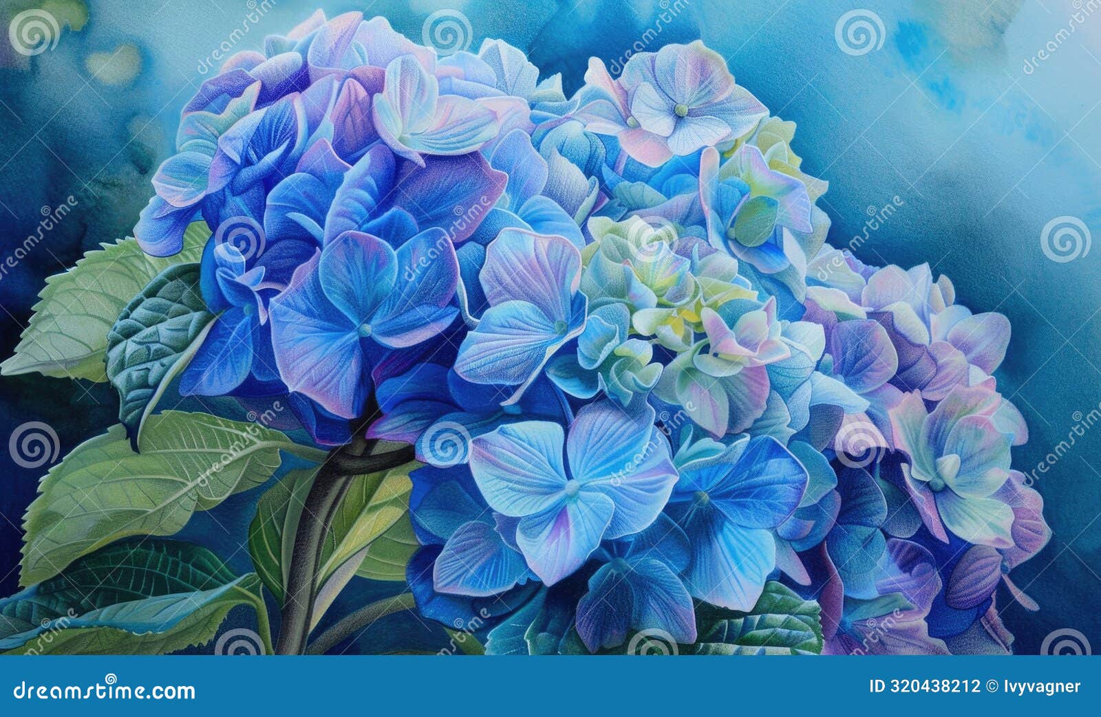 hydrangeas in colored pencils, soft gradients