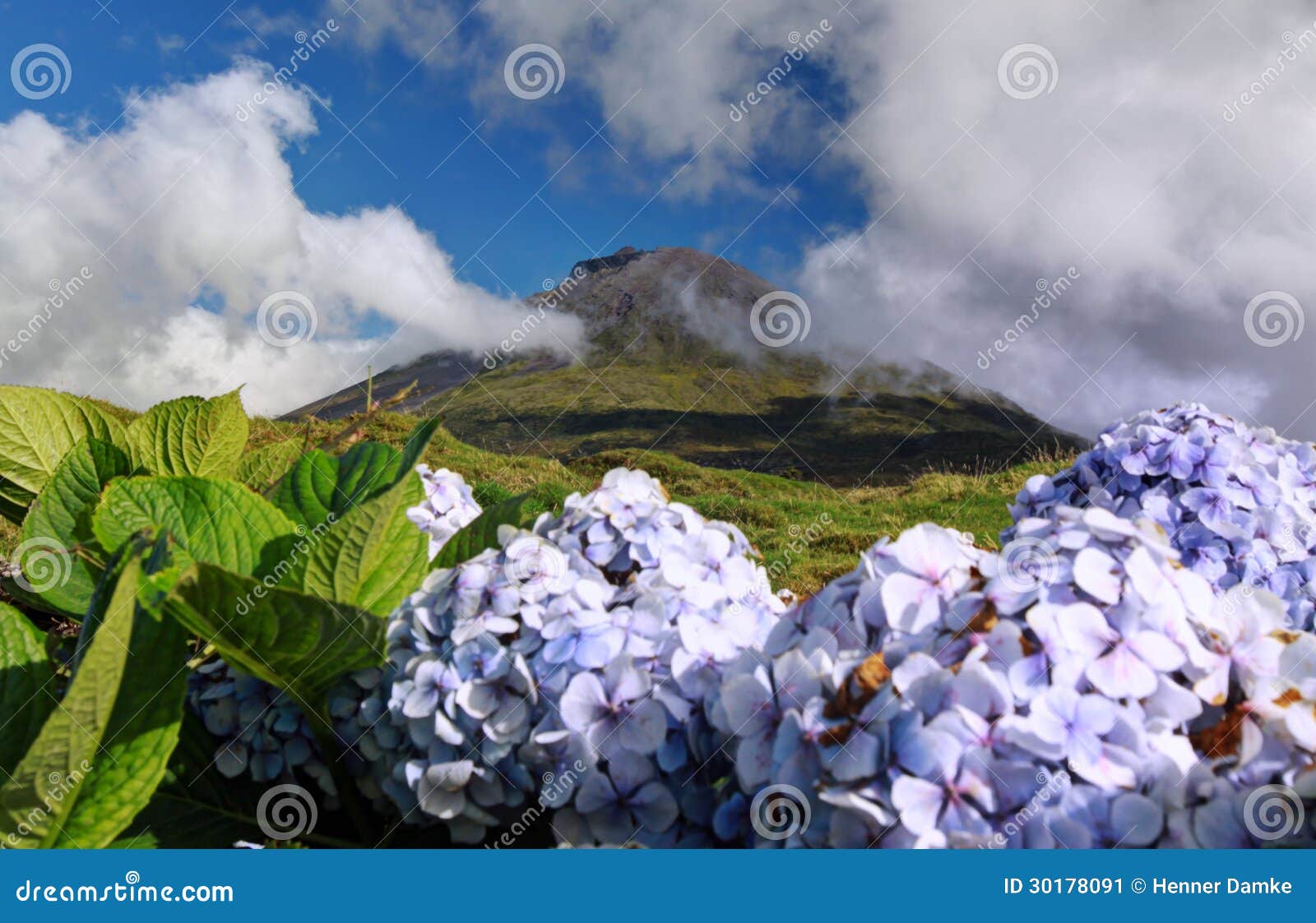 hydrangea blossoms in front of volcano pico, azores islands