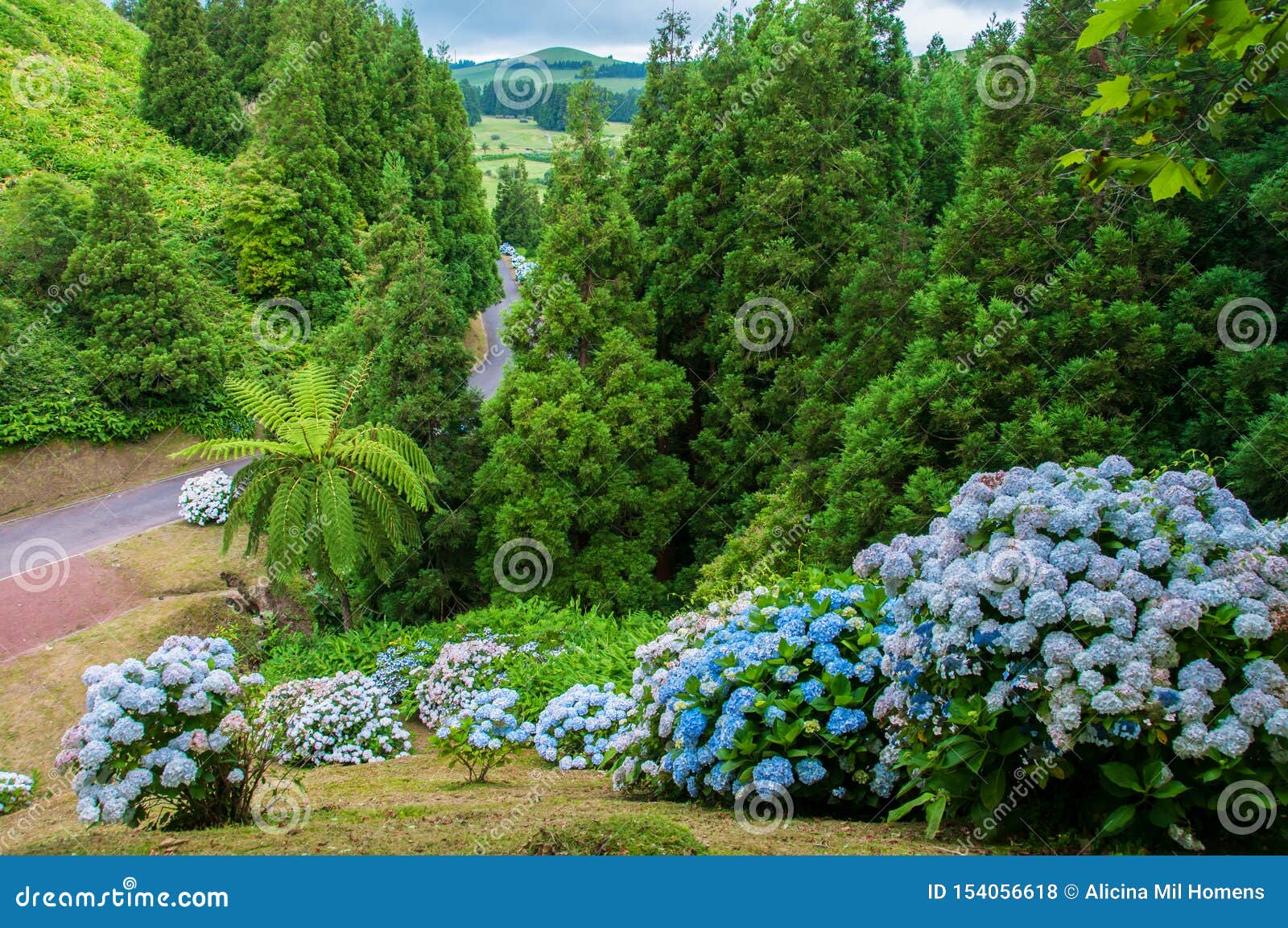 Hydrangeas are the Typical Flowers of the Azores Islands Stock Photo