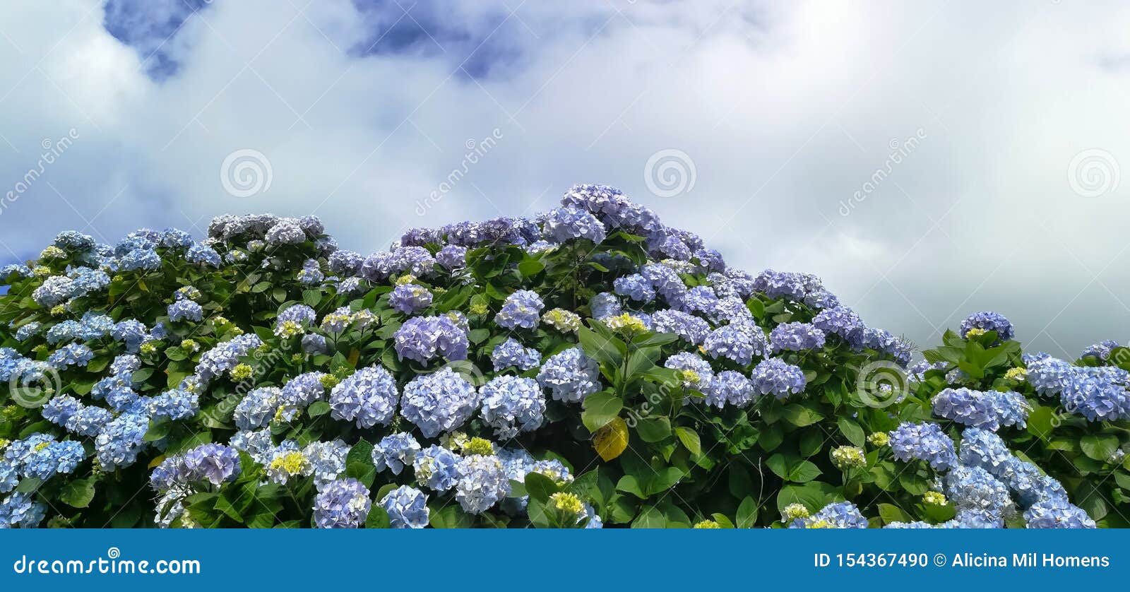 Hydrangeas are the Typical Flowers of the Azores Islands Stock Photo