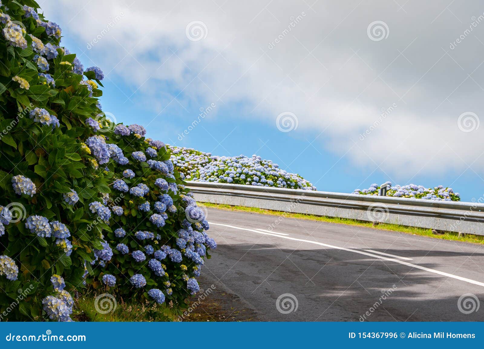 Hydrangeas are the Typical Flowers of the Azores Islands Stock Photo