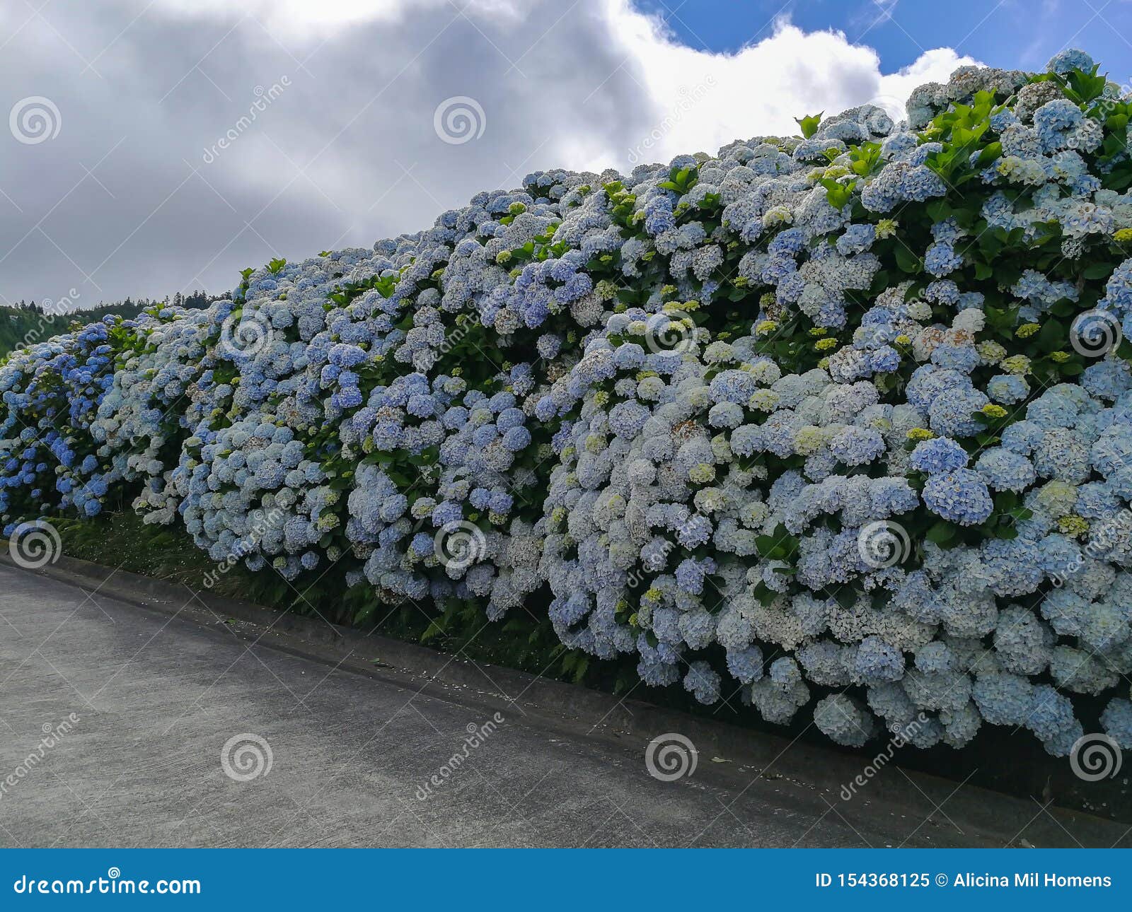 Hydrangeas are the Typical Flowers of the Azores Islands Stock Image