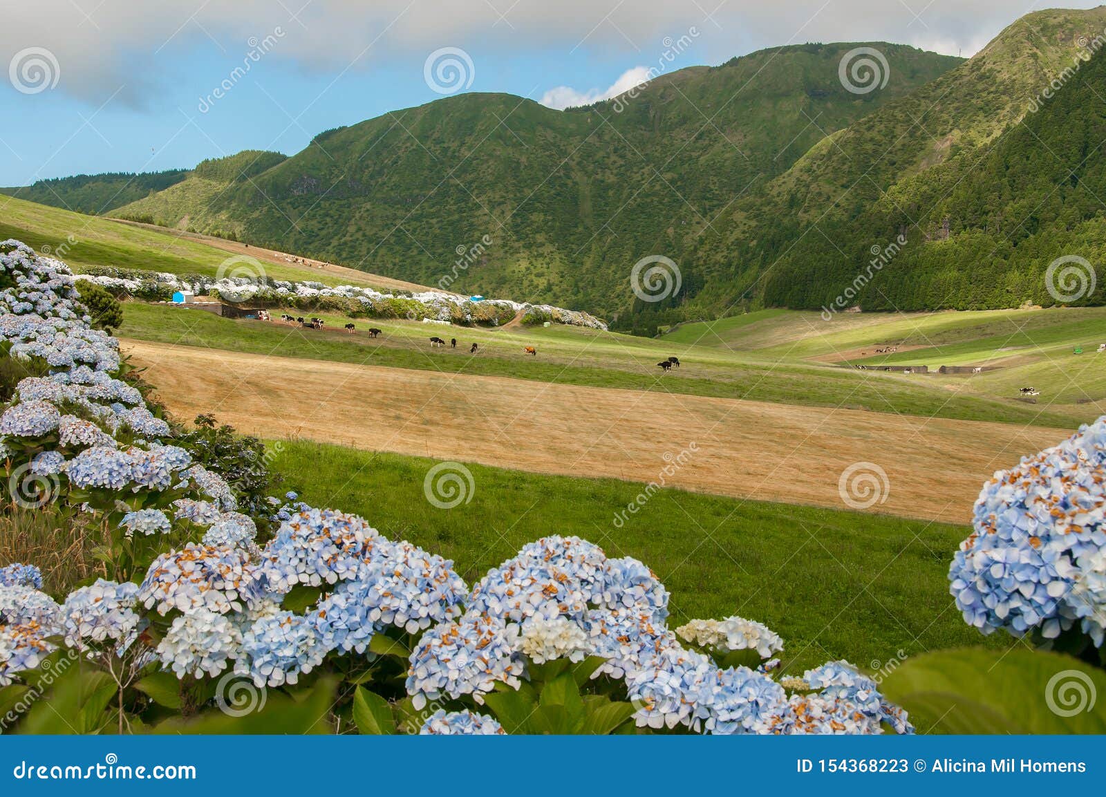 Hydrangeas are the Typical Flowers of the Azores Islands Stock Image