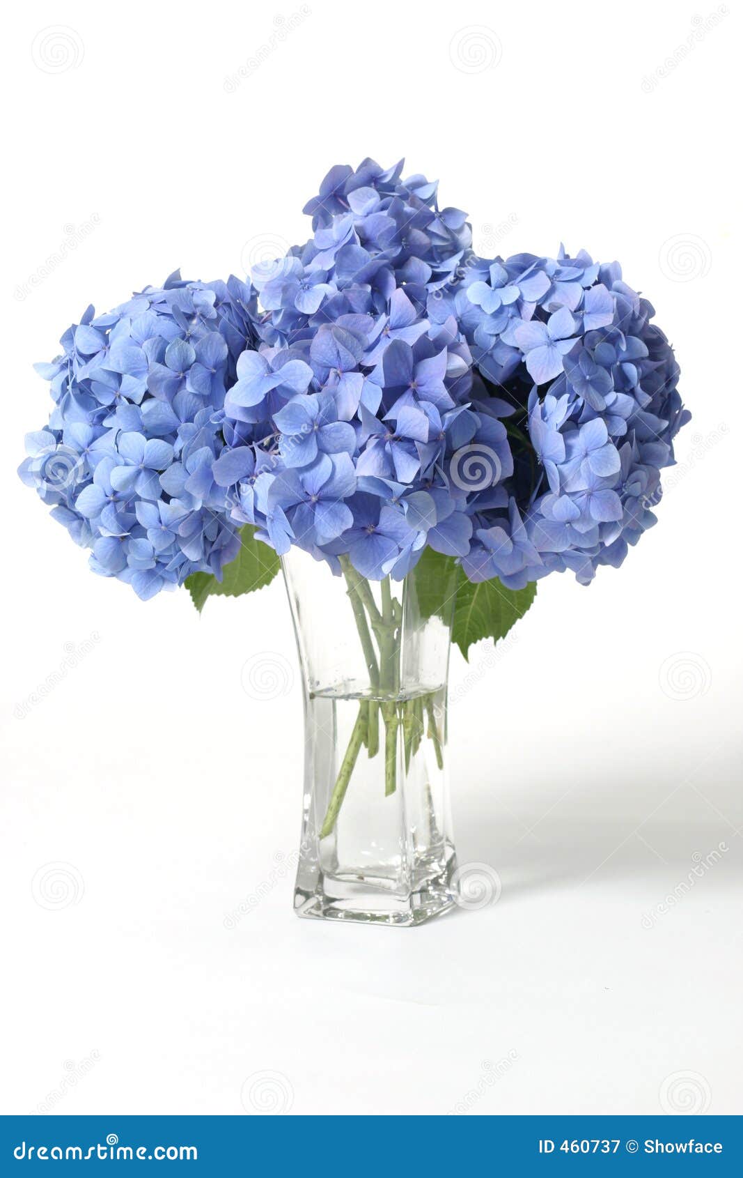 free clip art hydrangea flowers - photo #41