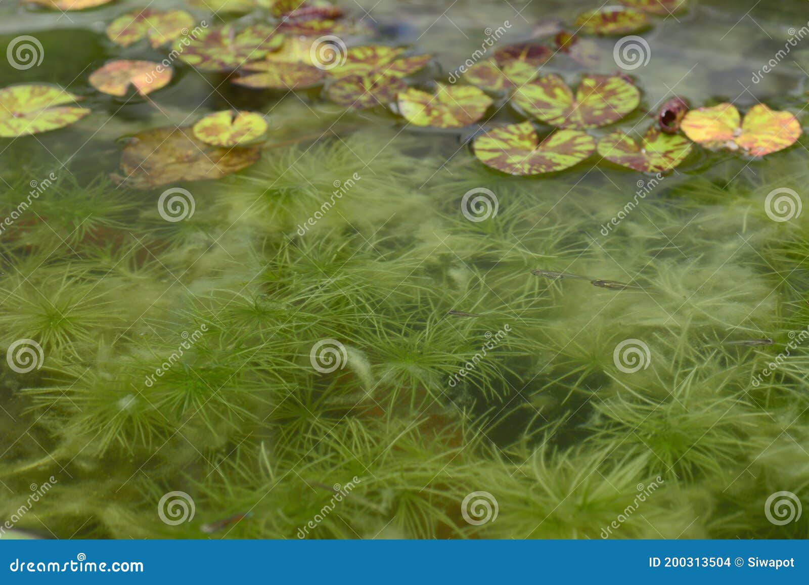 hydrilla verticillata plant underwater with natural background.