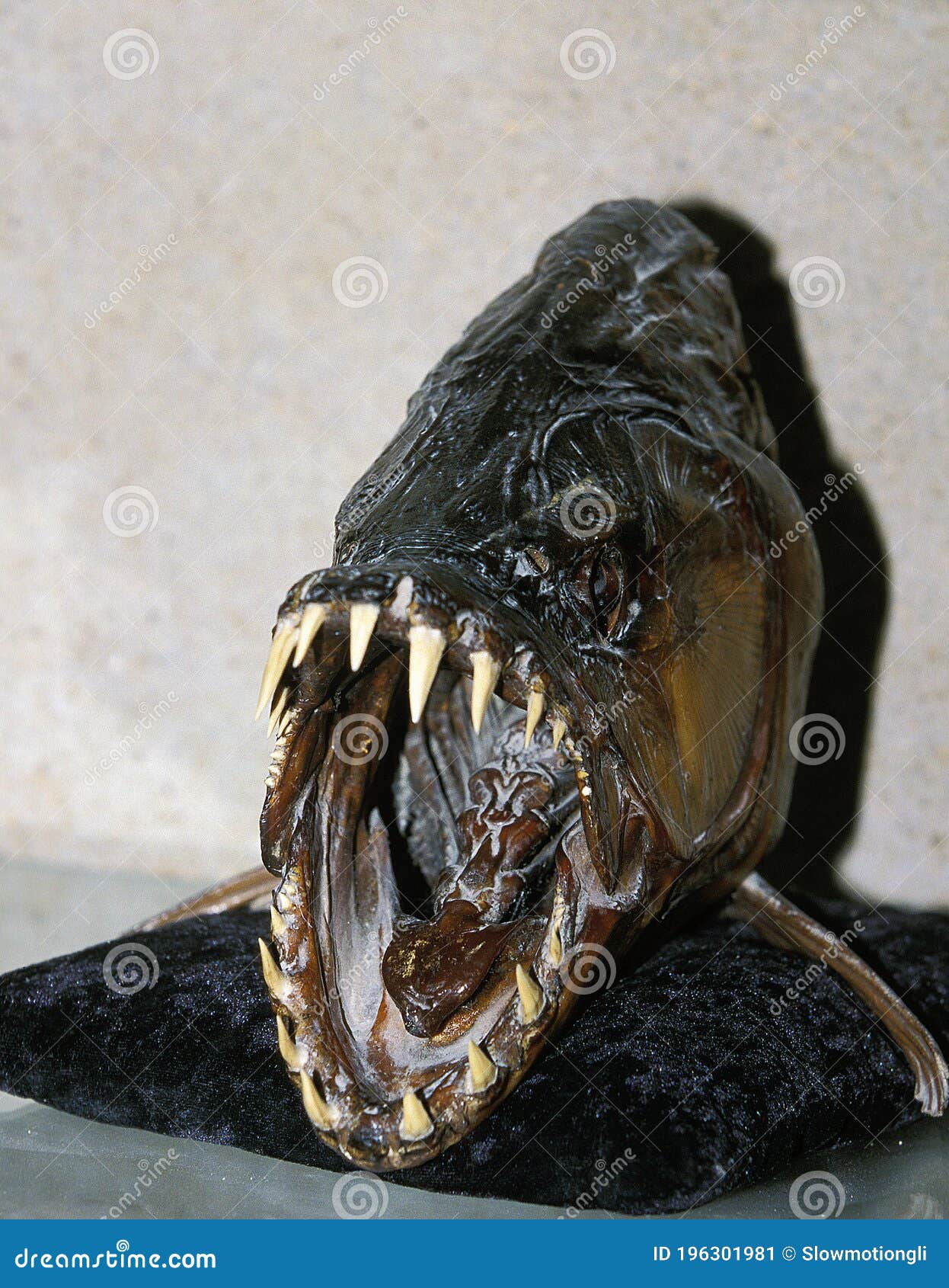 Hydrocynus Голиаф рыбы тигра заполнила рыбы с открытым ртом Стоковое  Изображение - изображение насчитывающей пресноводно, тигр: 196301981
