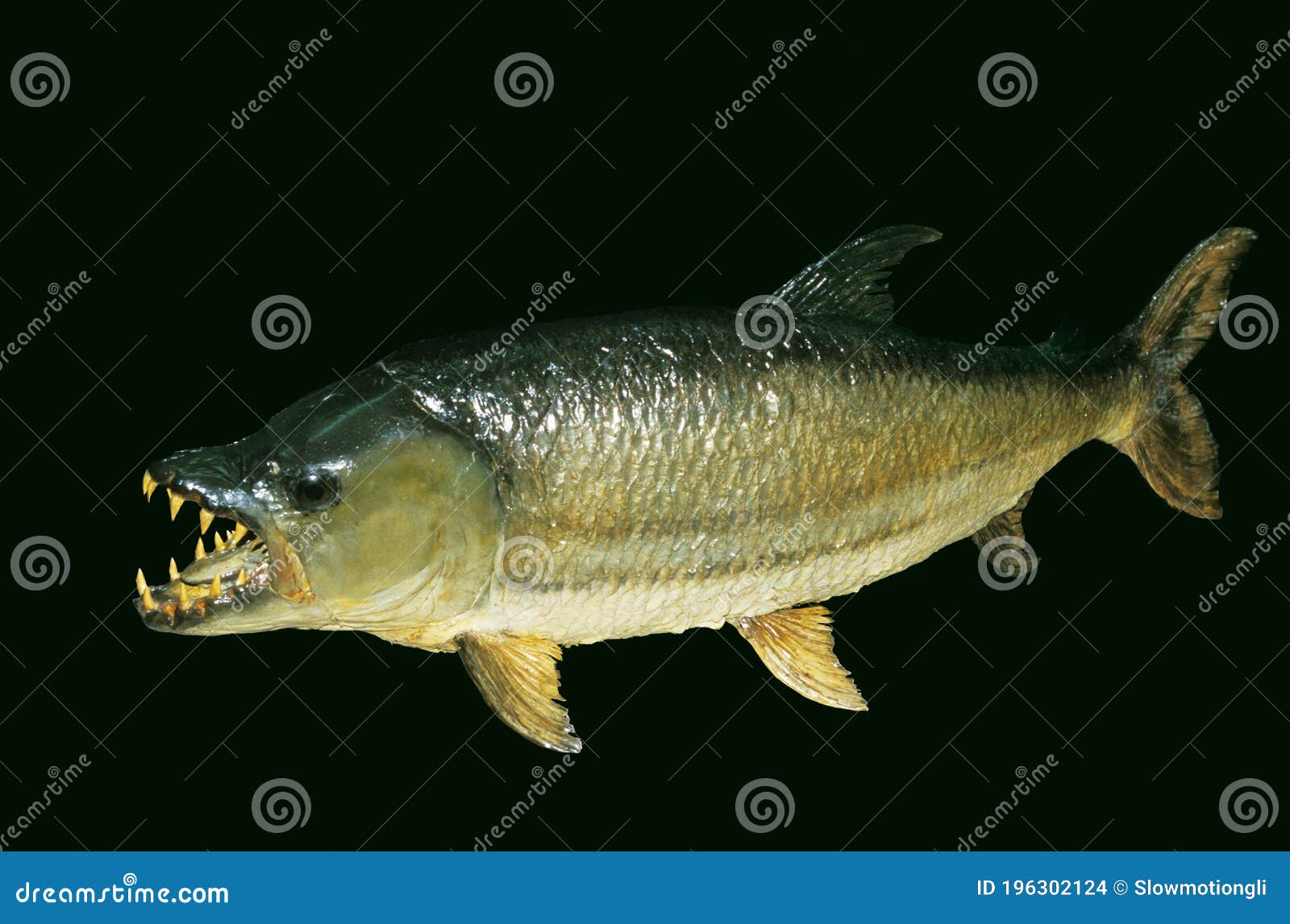 Hydrocynus Голиаф рыбы тигра заполнила рыбы с открытым ртом Стоковое Фото -  изображение насчитывающей рыбы, черный: 196302124