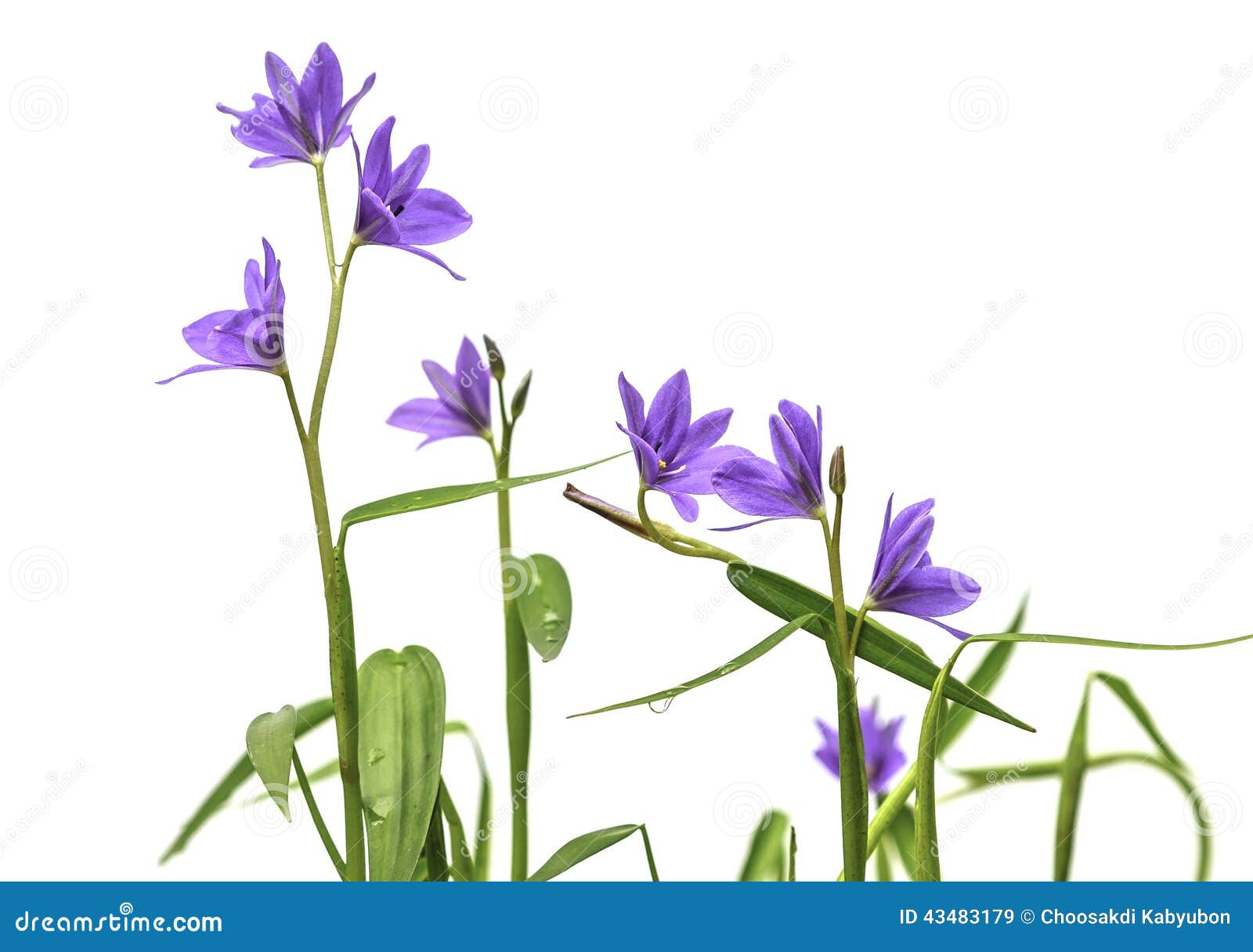 Hydrophytes stock image. Image of plant, flower, nature - 43483179