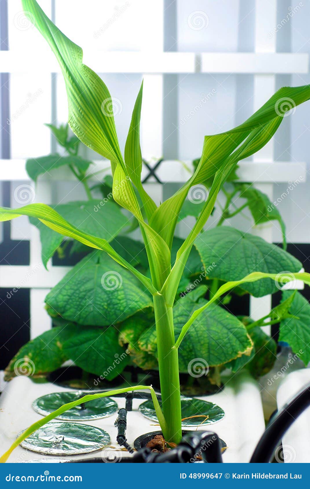 Hydroponic Corn and Cucumbers Stock Image Image of gardening, home