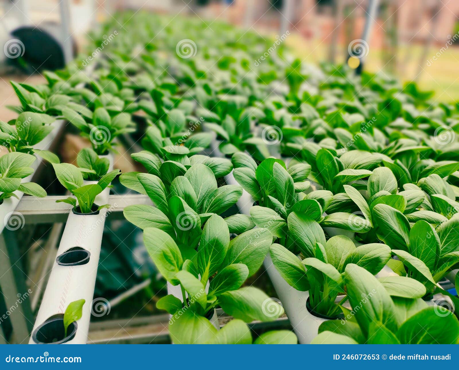 Hydroponic Farming of Mustard Greens Ready for Harvest. Stock Image