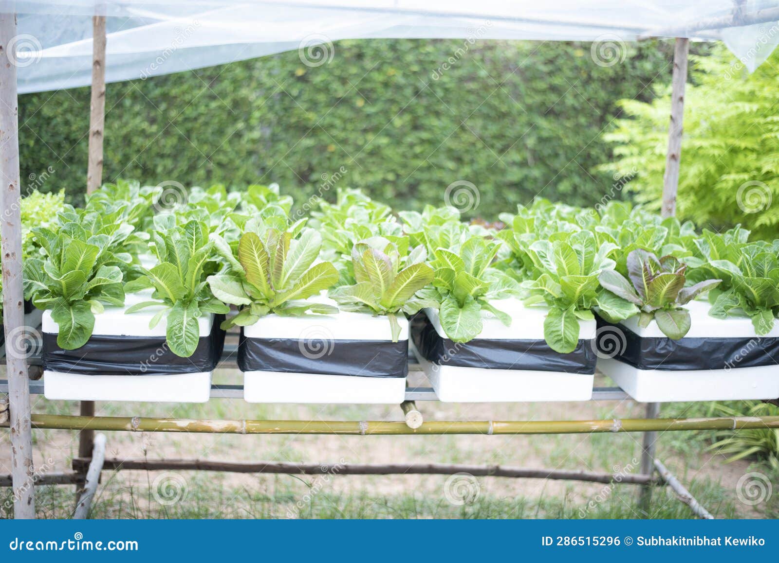 Hydroponic Herbs and Vegetables To Grow at Home Stock Photo Image of