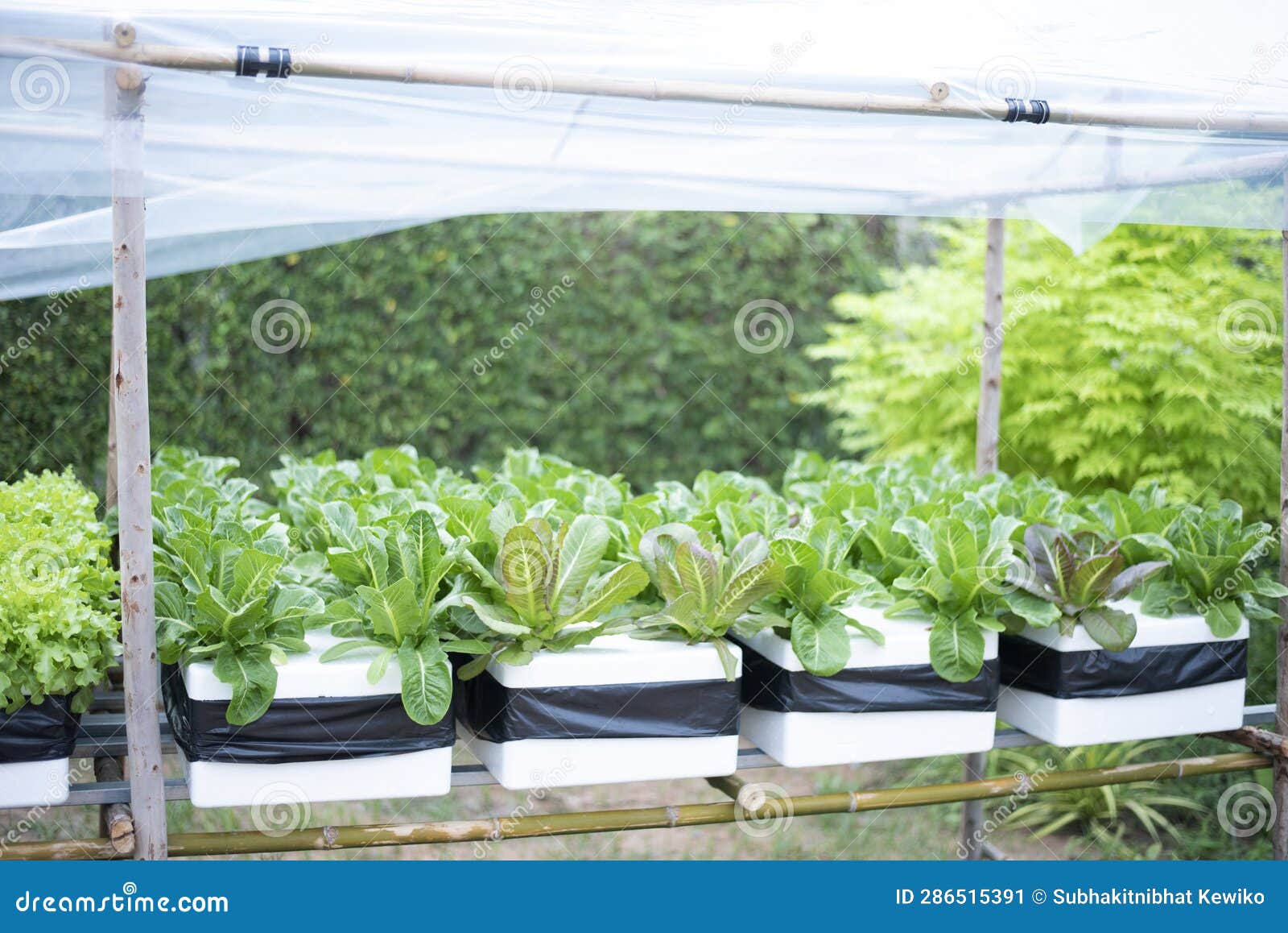 Hydroponic Herbs and Vegetables To Grow at Home Stock Image Image of
