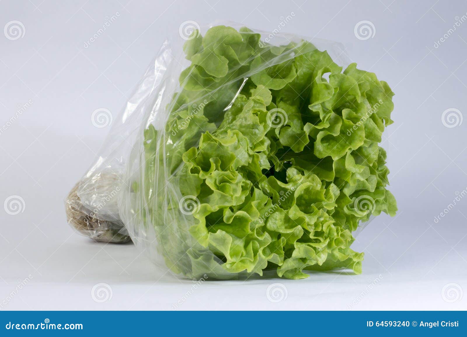 Hydroponic Lettuce Lollo Bionda Stock Photo Image of calories
