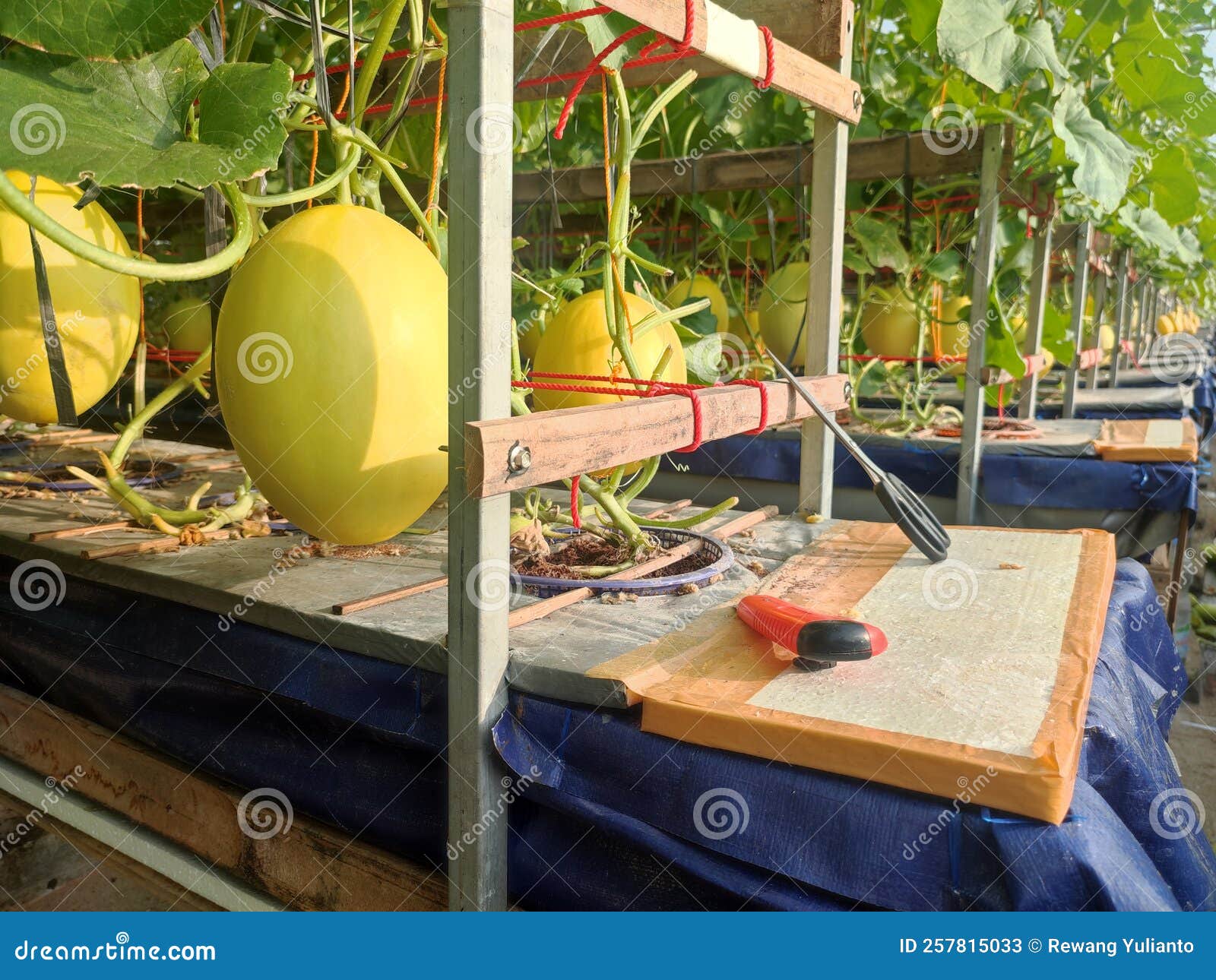 Hydroponic Melon and Watermelon Plants in the Garden Stock Image