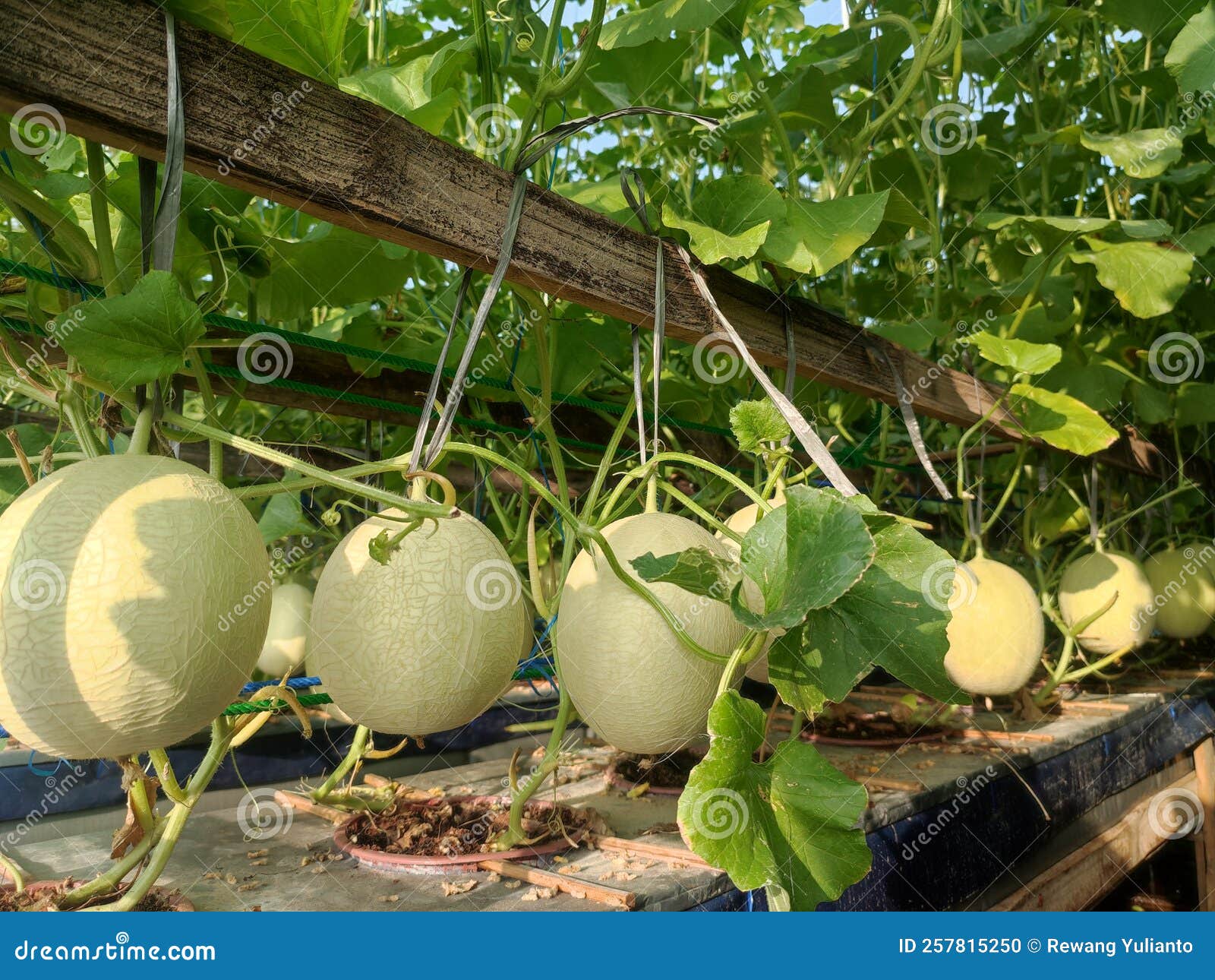 Hydroponic Melon and Watermelon Plants in the Garden Stock Photo