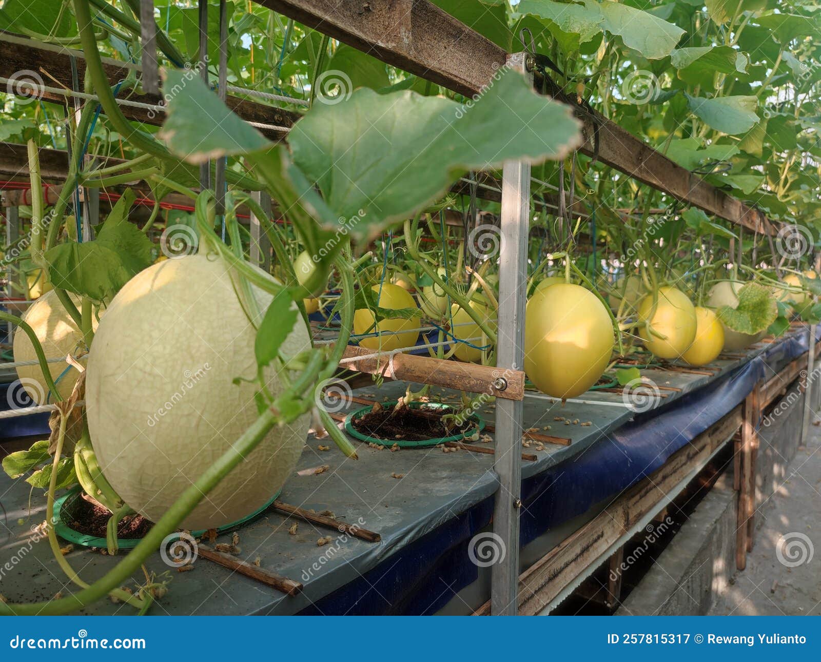 Hydroponic Melon and Watermelon Plants in the Garden Stock Image