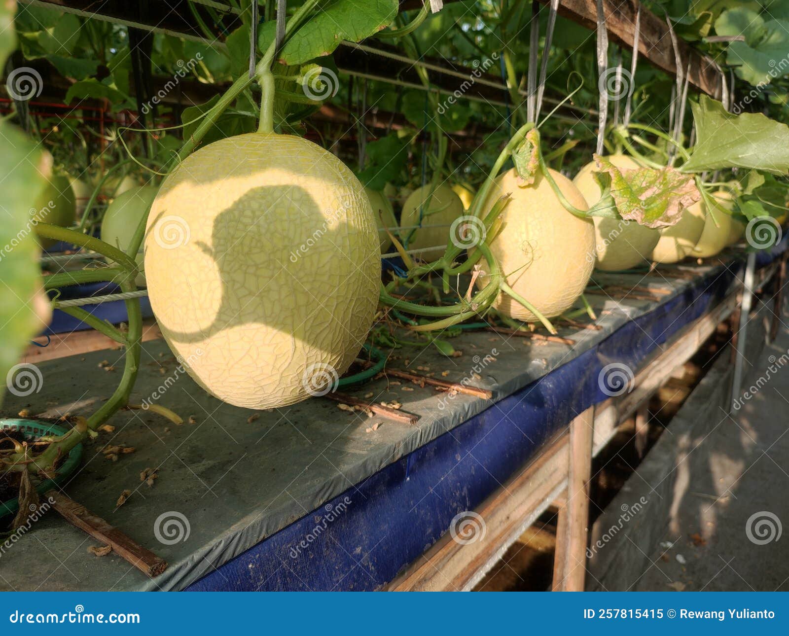 Hydroponic Melon and Watermelon Plants in the Garden Stock Image