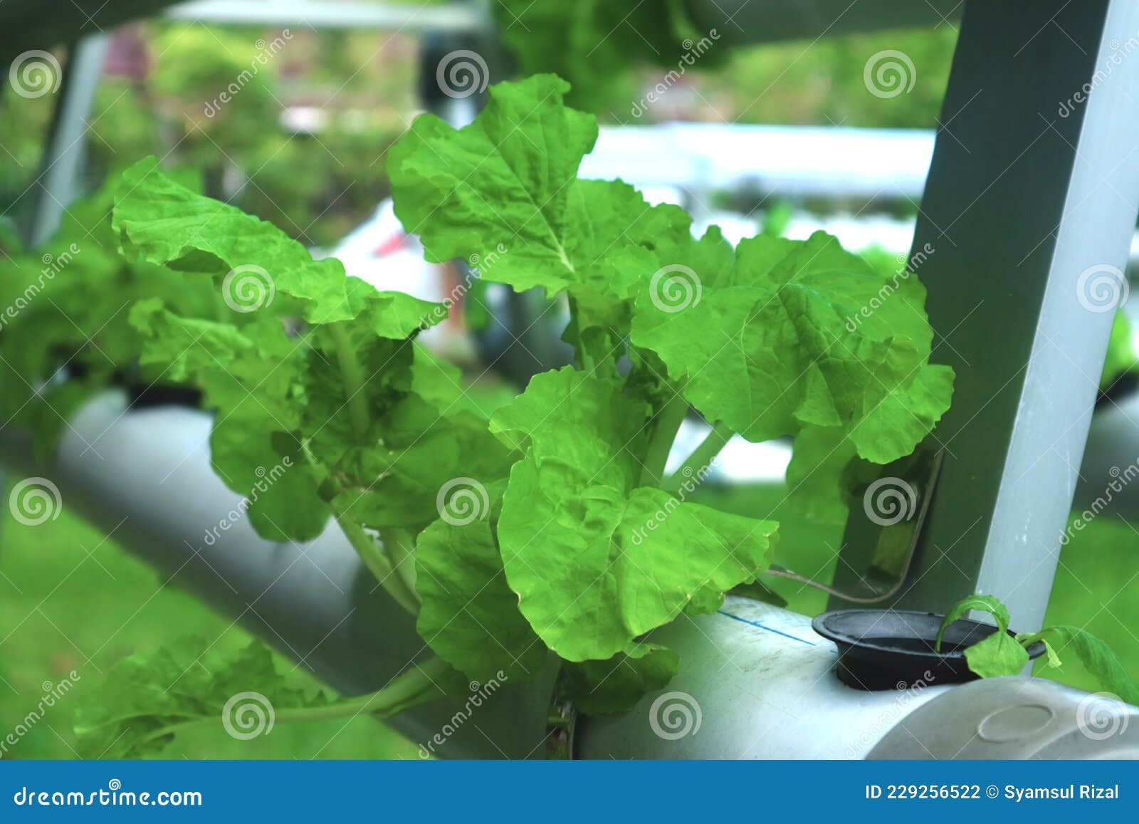 Hydroponic Mustard stock photo. Image of yard, nature 229256522