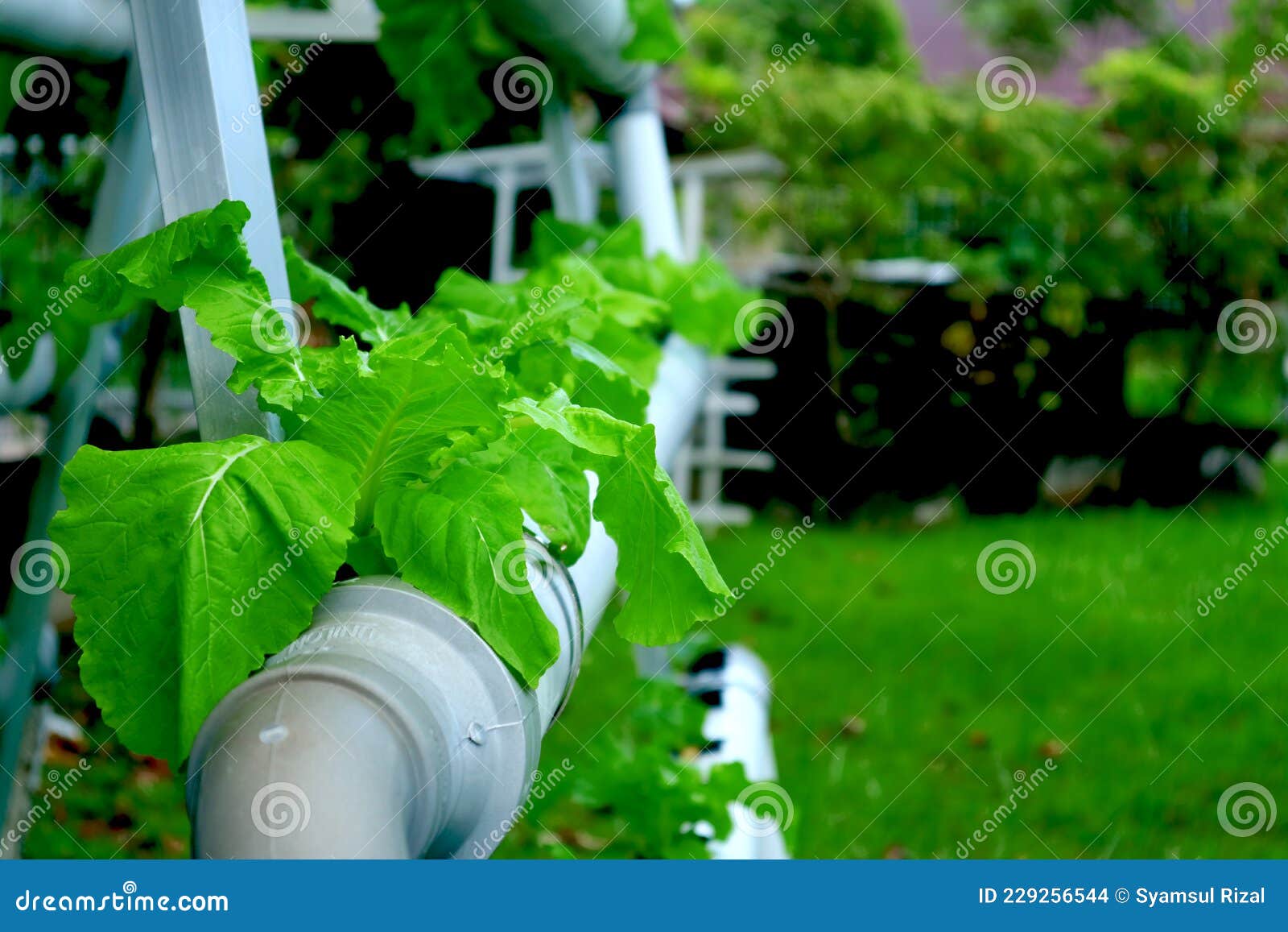 Hydroponic Mustard stock photo. Image of lawn, plant 229256544
