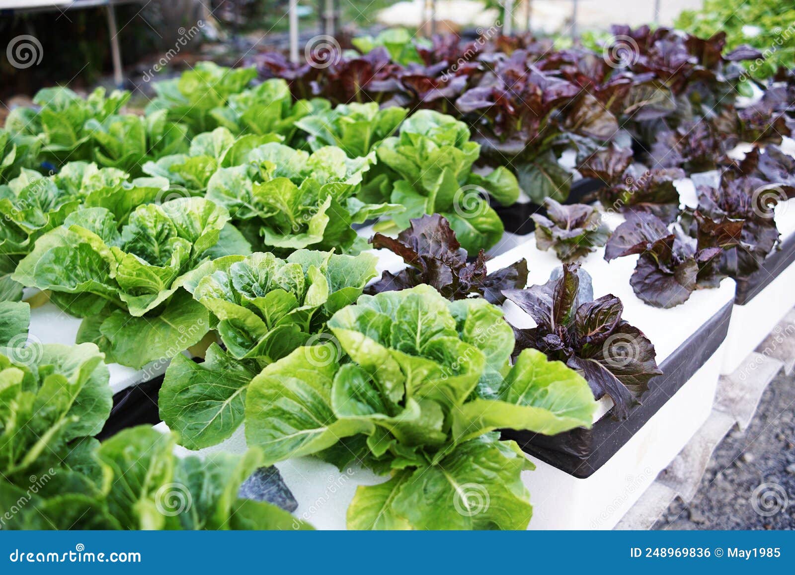 Hydroponic Organic Vegetables Salad Garden Cultivation at Home Garden