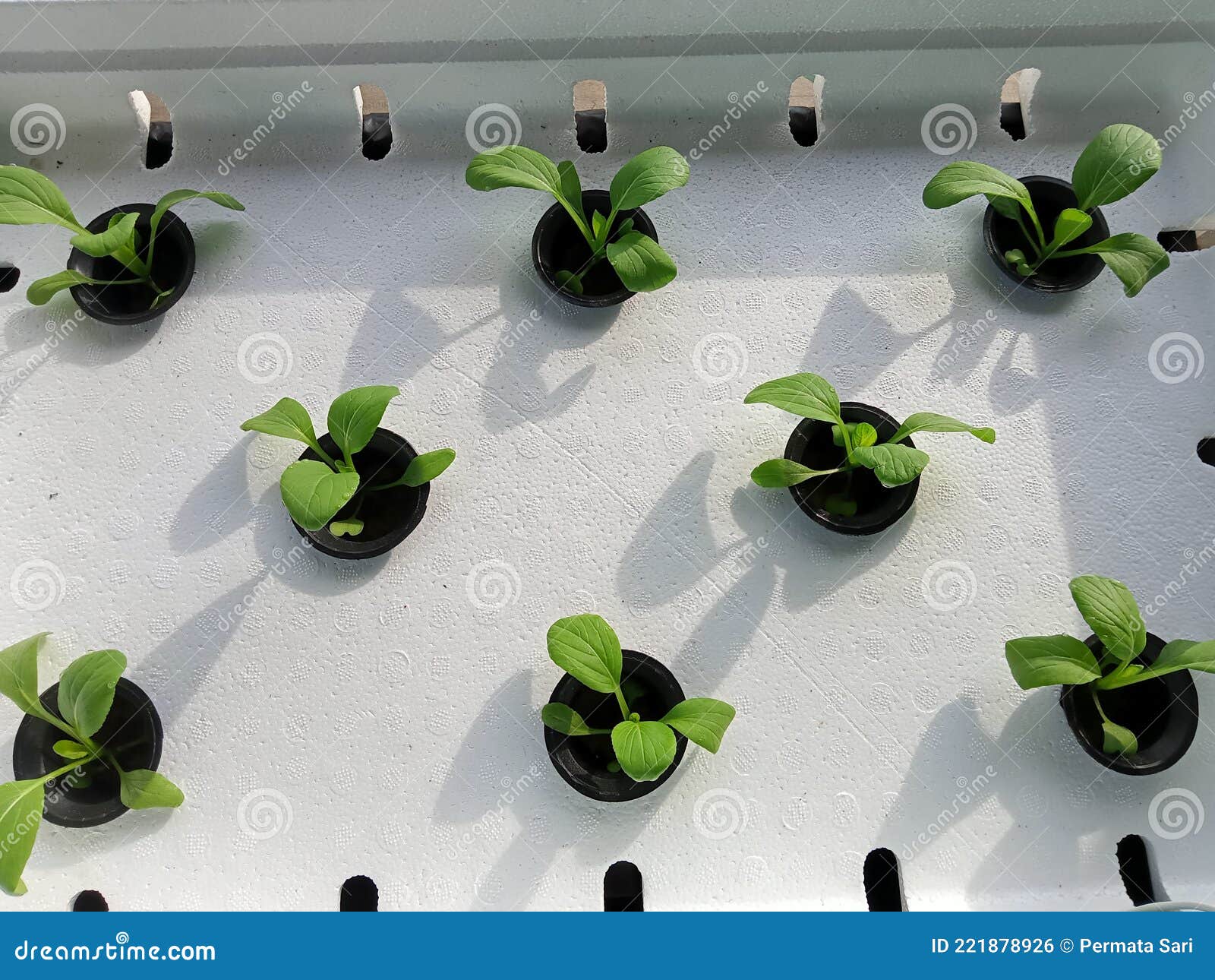 Hydroponic Plants in My House Stock Photo Image of hydroponic