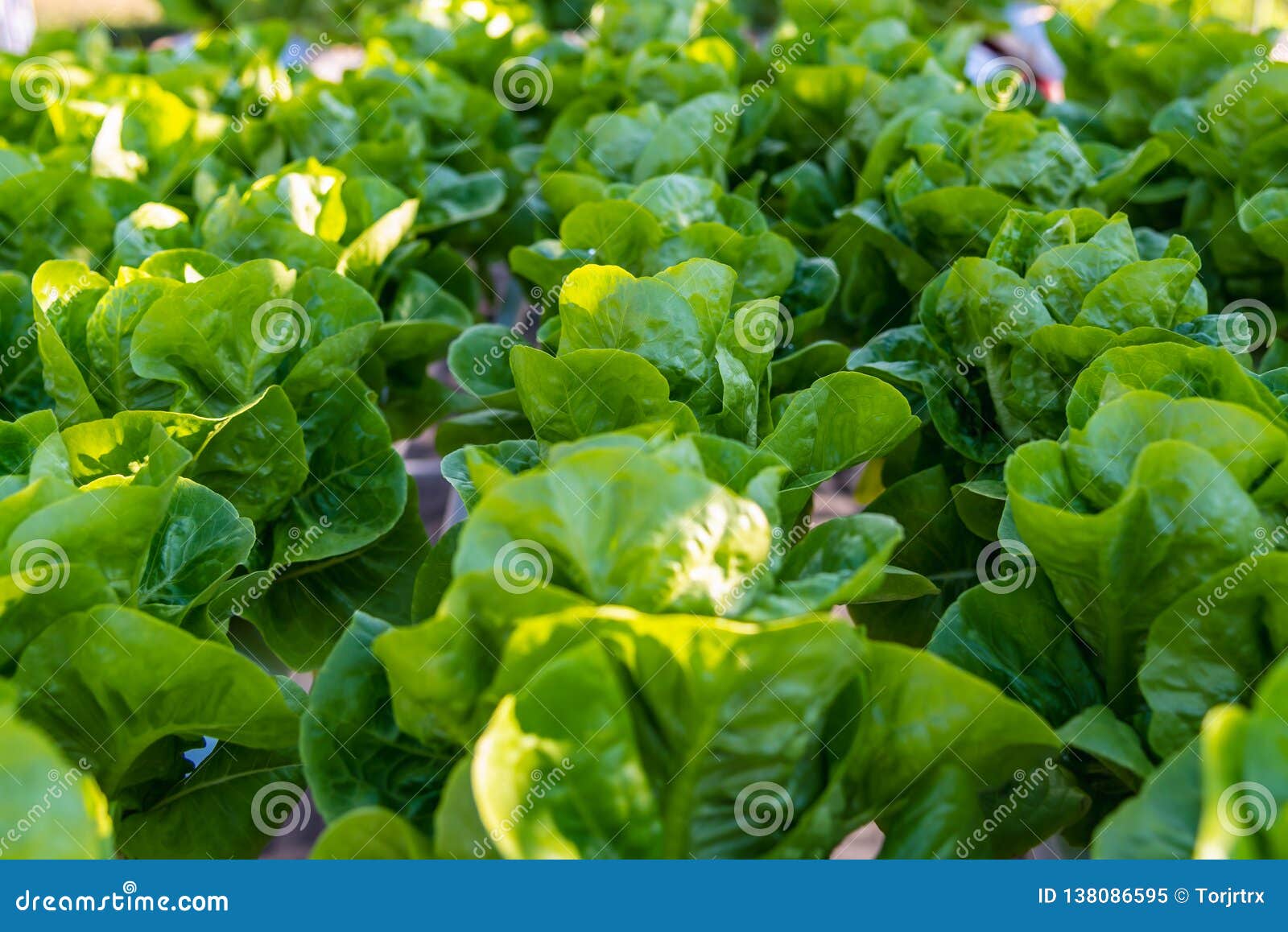 Hydroponic Salad Vegetables Lettuce in Hydroponics System Farm