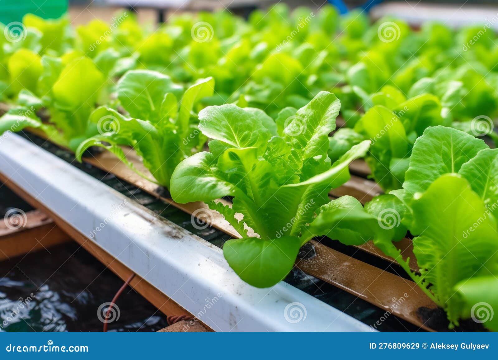 A Hydroponic System is Being Used To Grow Lettuce Stock Image Image