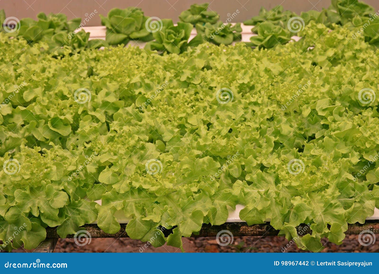 Hydroponic Vegetable Culture in Greenhouse Water Evaporation Stock