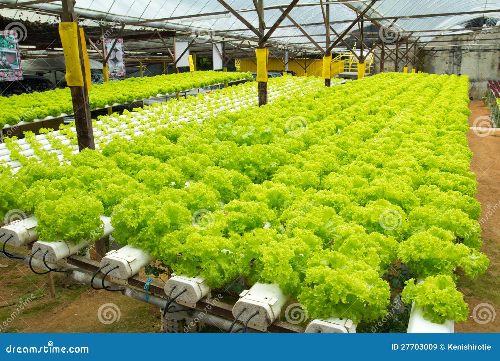 hydroponic vegetable farm
