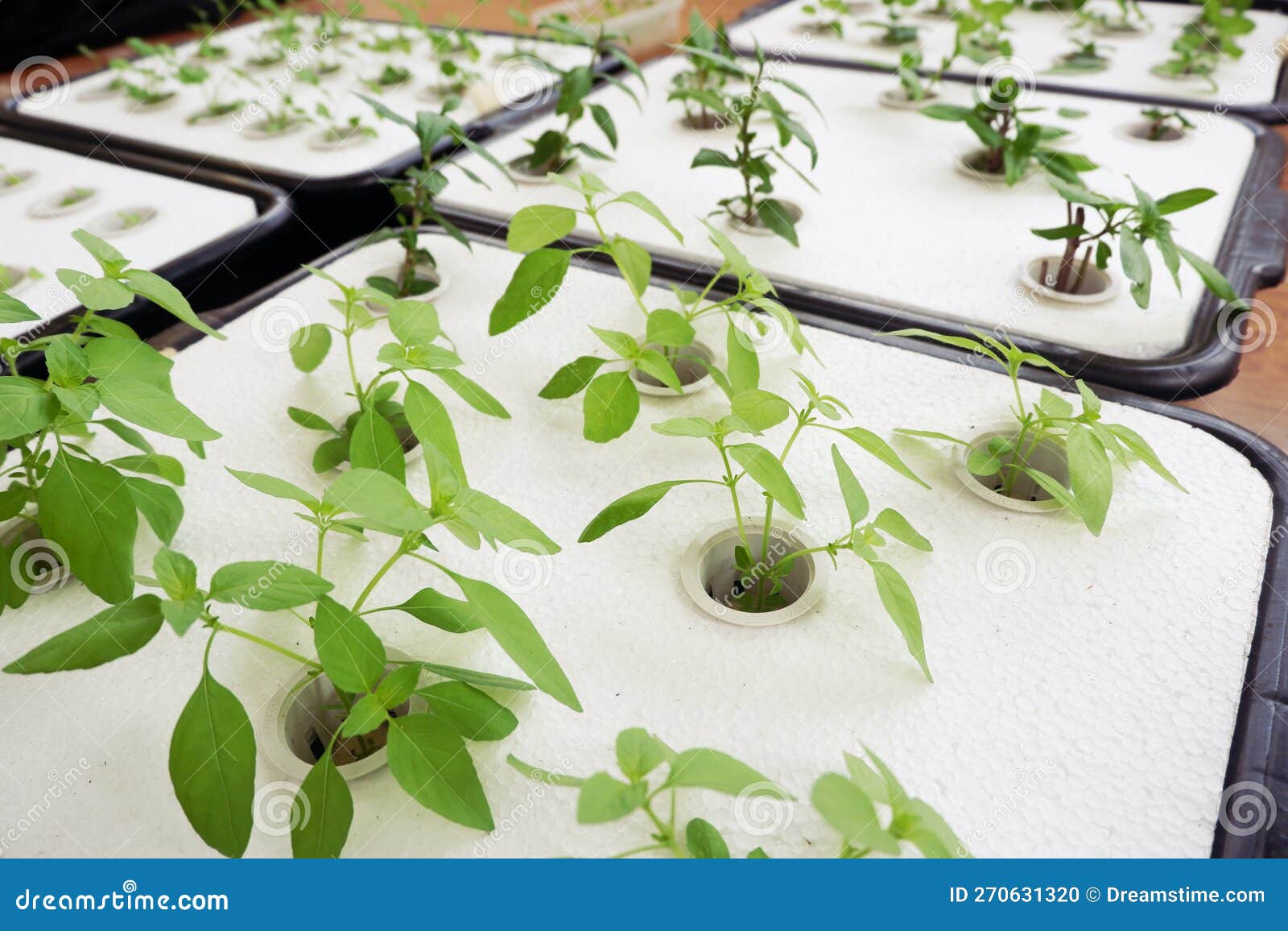 Hydroponic Vegetable Growing with Foam Sheets Stock Photo Image of