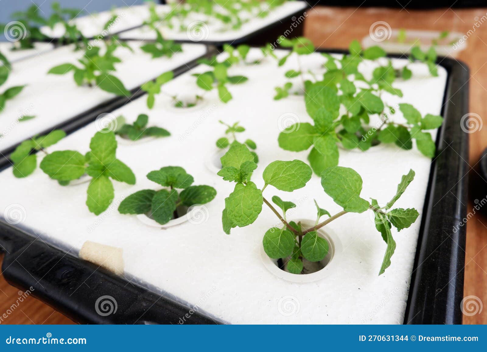 Hydroponic Vegetable Growing with Foam Sheets Stock Photo Image of