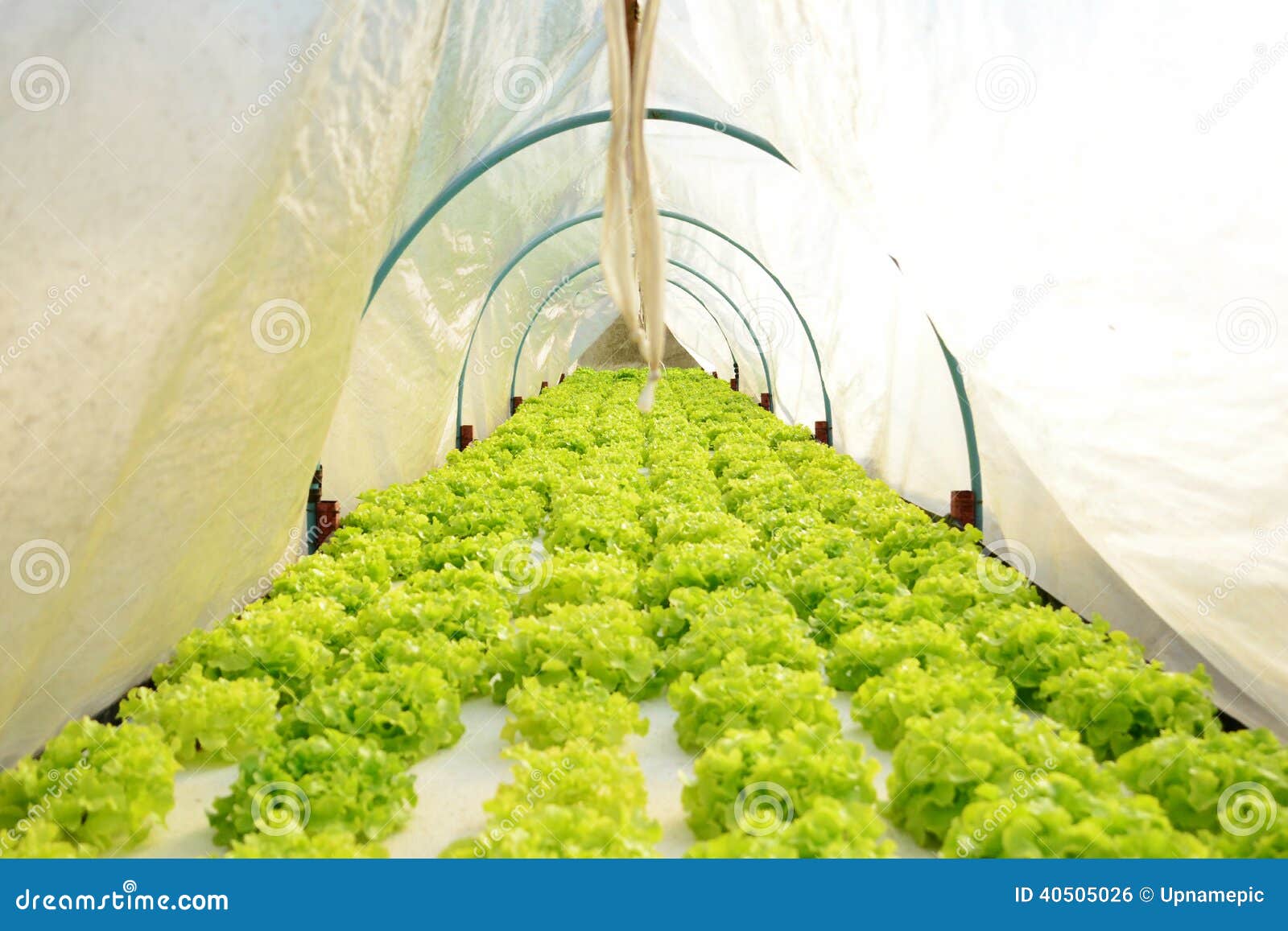 Hydroponic Vegetable, Oak Leaf Lettuce. Stock Photo Image of aeration