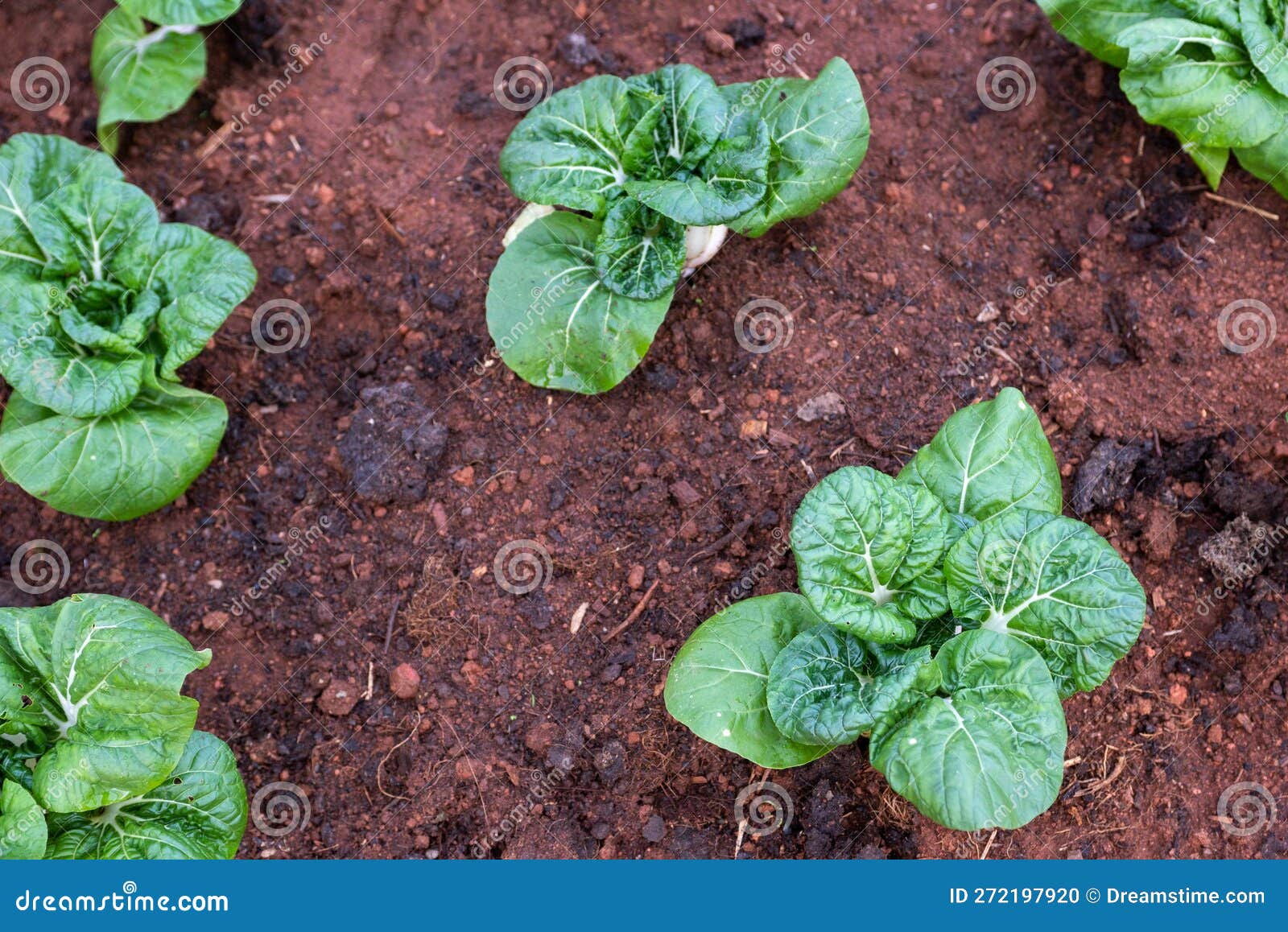 hydroponic vegetable in plantation nursery of agriculture food industria at royal agricultural station angkhang in chiang mai,