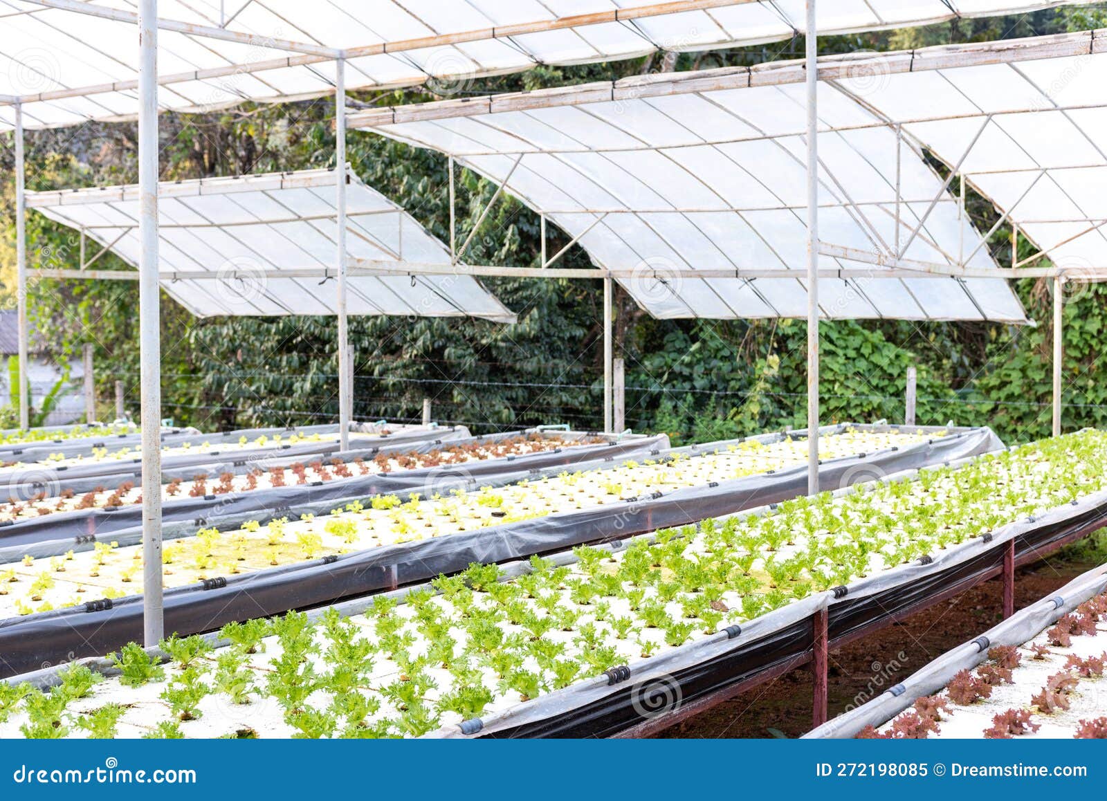 hydroponic vegetable in plantation nursery of agriculture food industria at royal agricultural station angkhang in chiang mai,