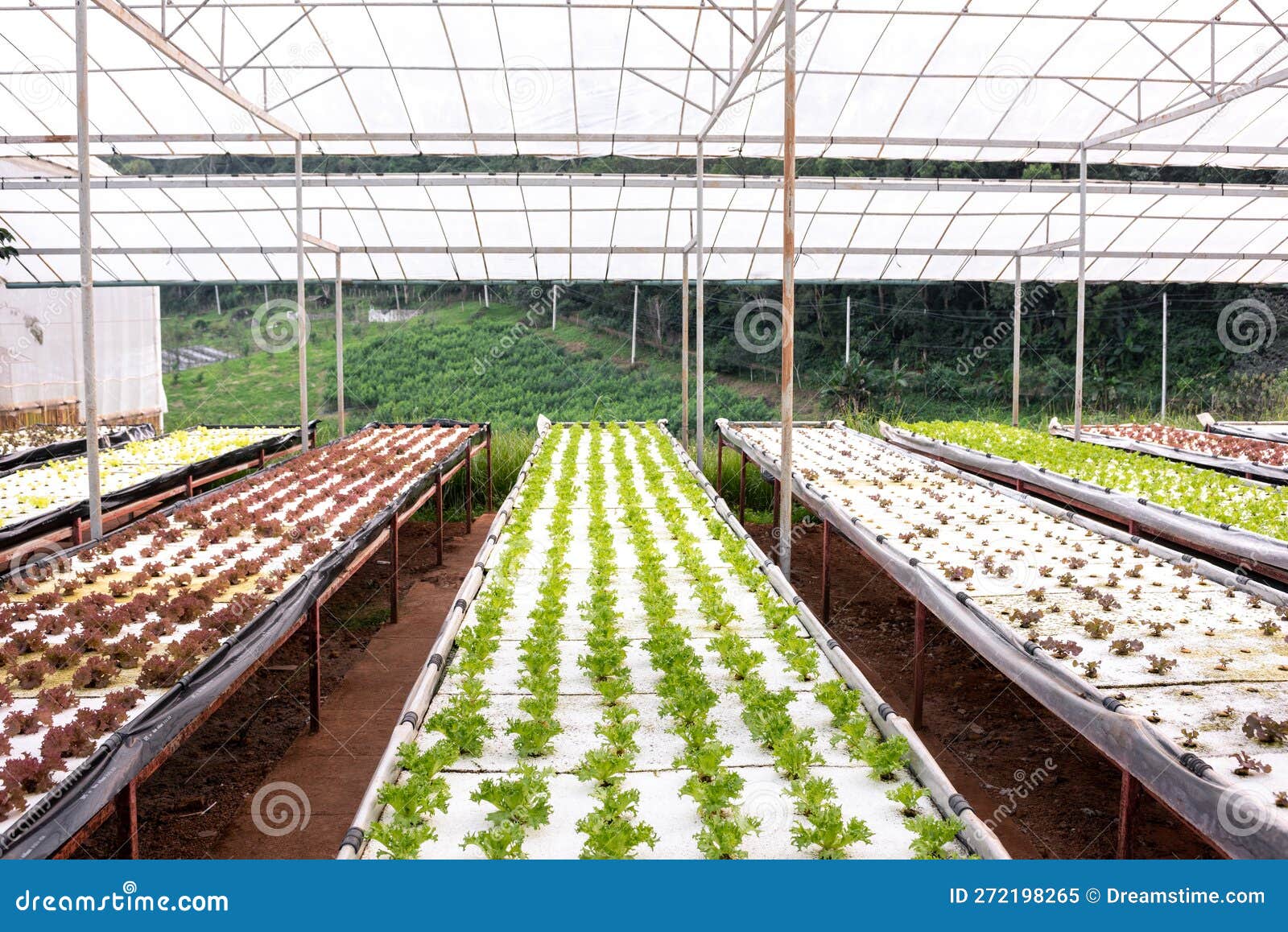 hydroponic vegetable in plantation nursery of agriculture food industria at royal agricultural station angkhang in chiang mai,