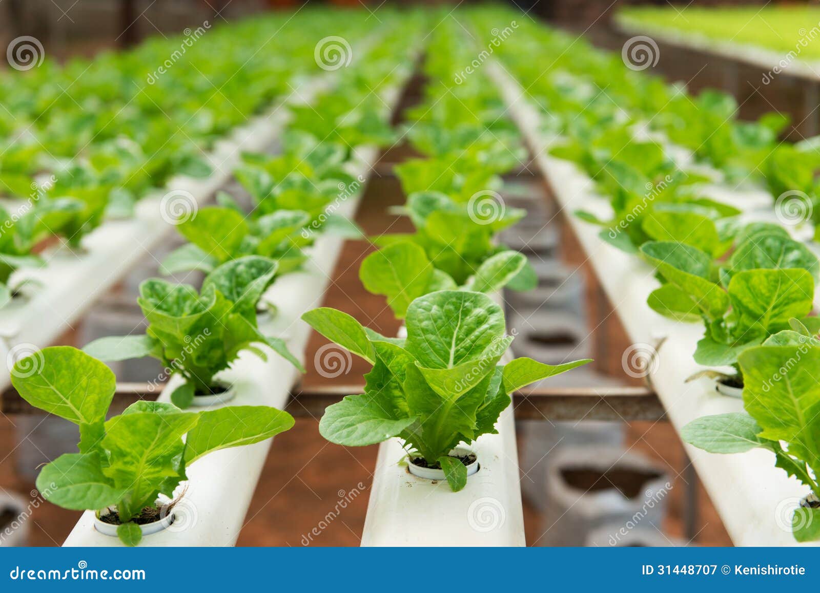 Hydroponic vegetable stock image. Image of lettuce, development - 31448707