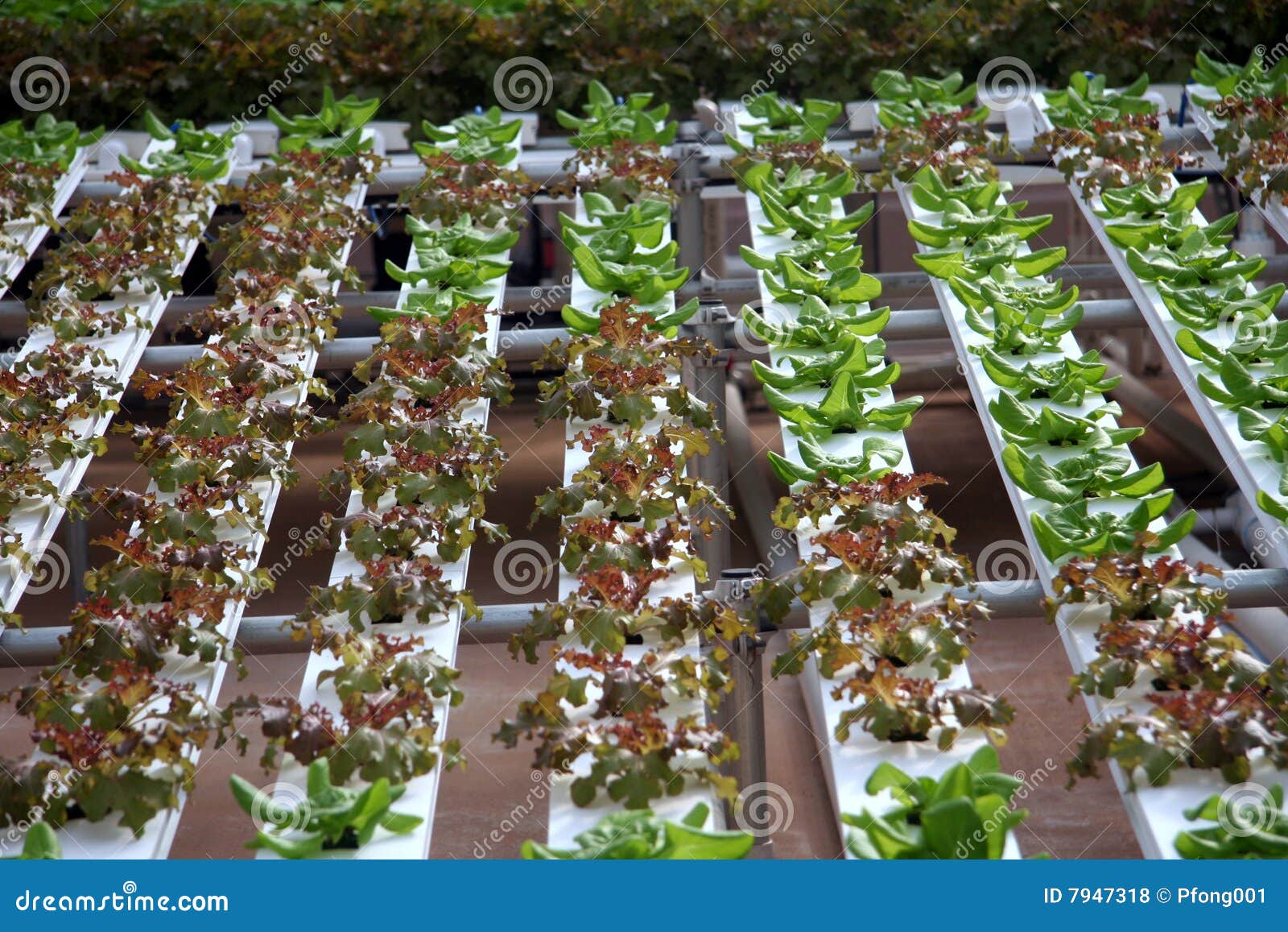 Hydroponic Vegetables stock photo. Image of vegetables 7947318