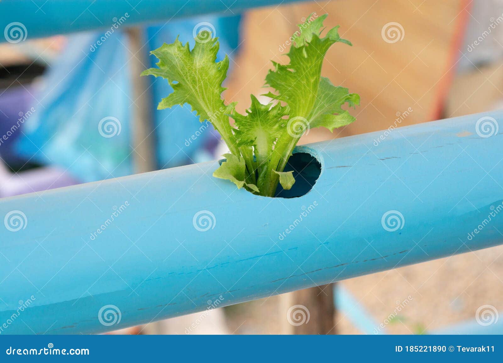 Hydroponic Vegetables Growing in Pvc Pipe Stock Photo Image of field